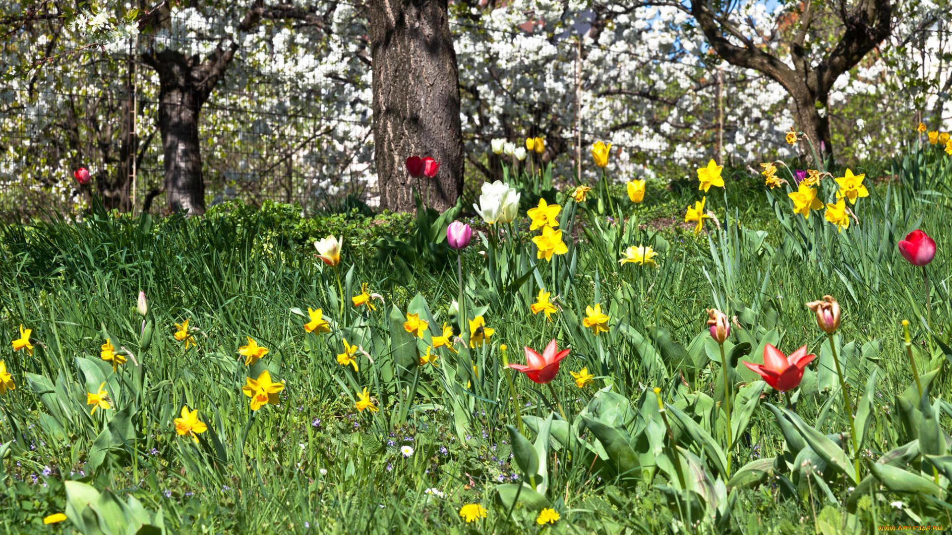 цветы, разные, вместе, тюльпан, нарцисс