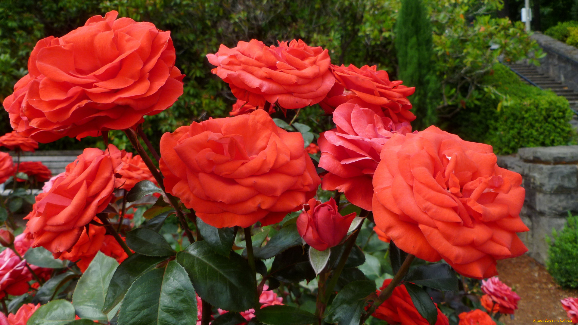 цветы, розы