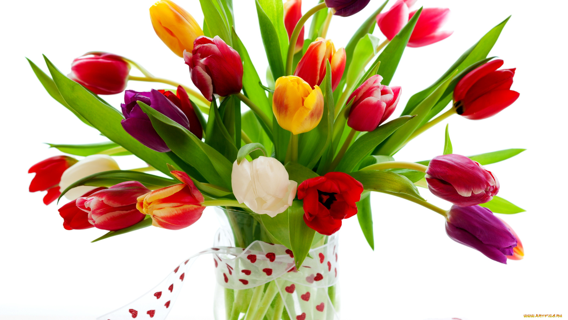 цветы, тюльпаны
