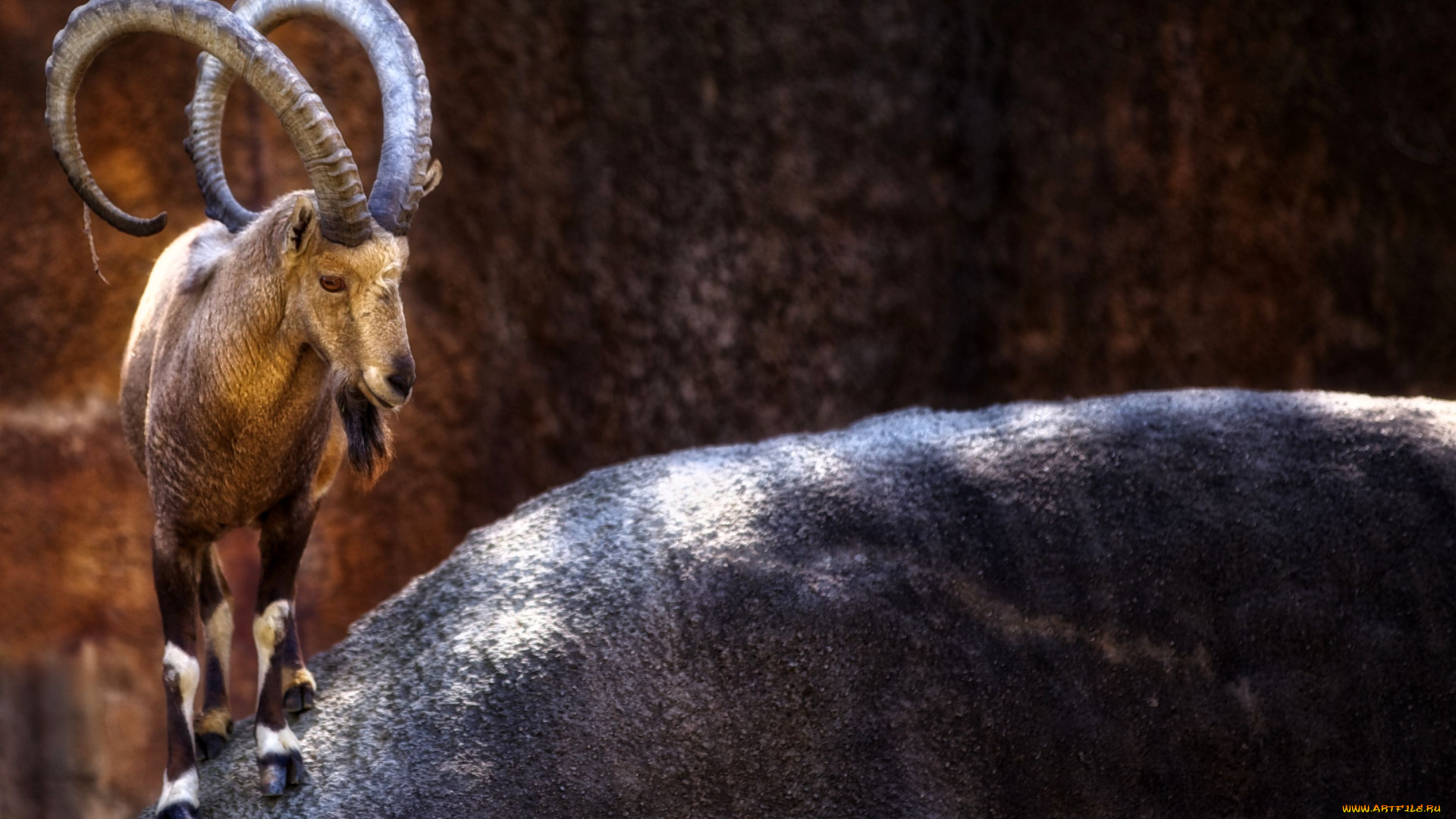 животные, козы, рога, бородка