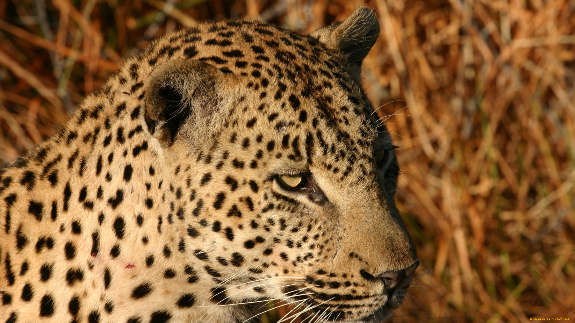 животные, леопарды, морда, смотрит, леопард