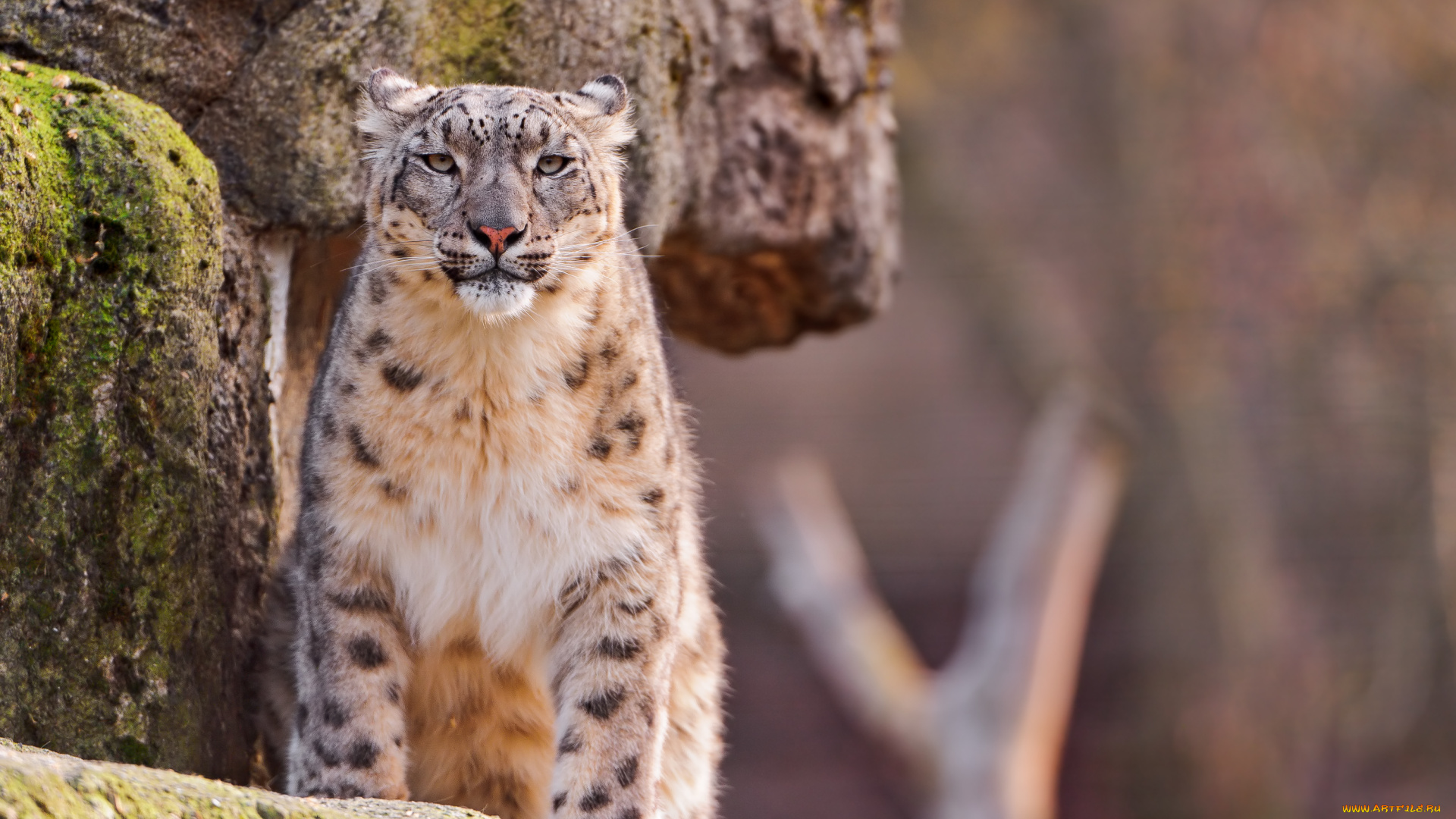 животные, снежный, барс, ирбис, морда, стоит, смотрит, скала