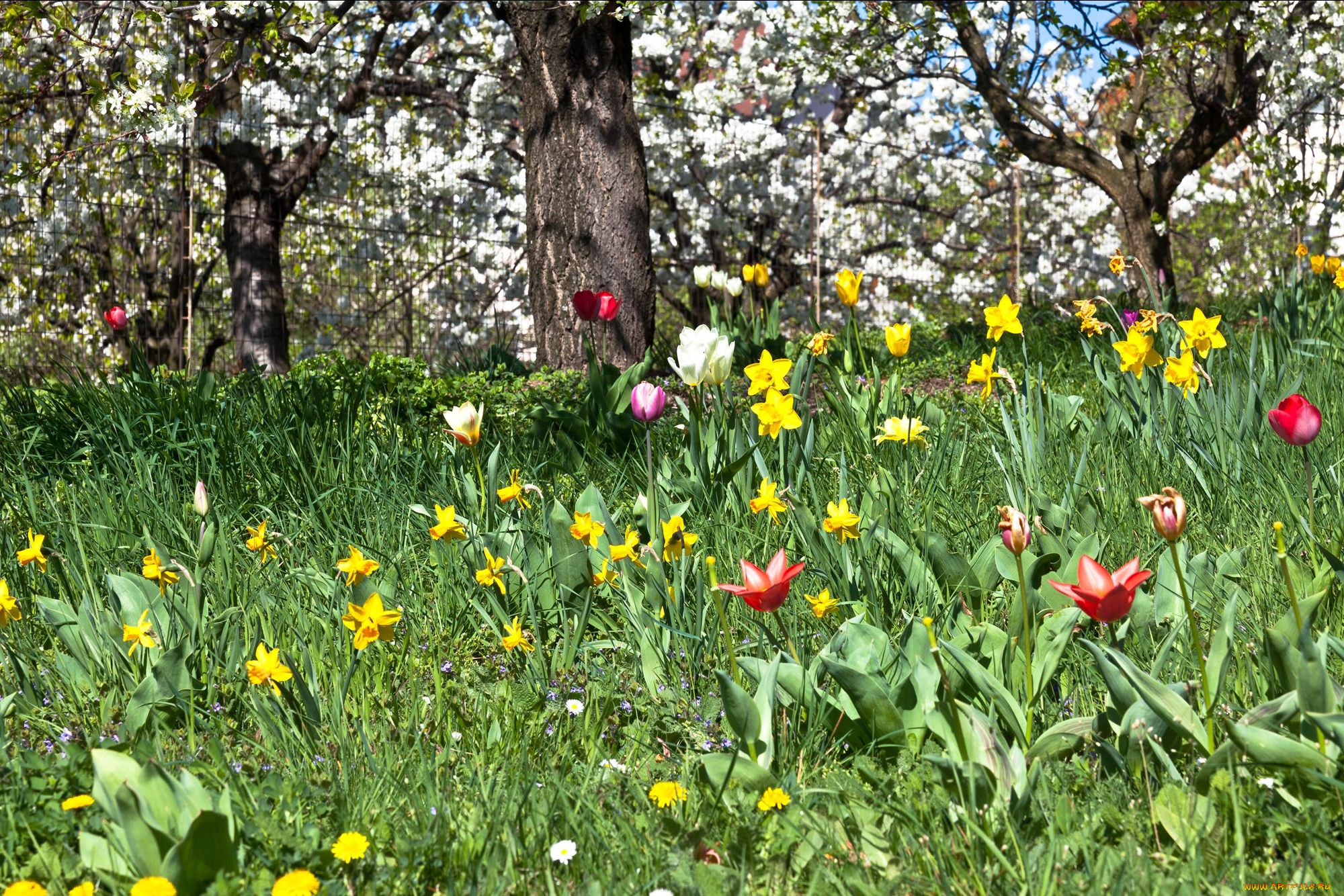 цветы, разные, вместе, тюльпан, нарцисс