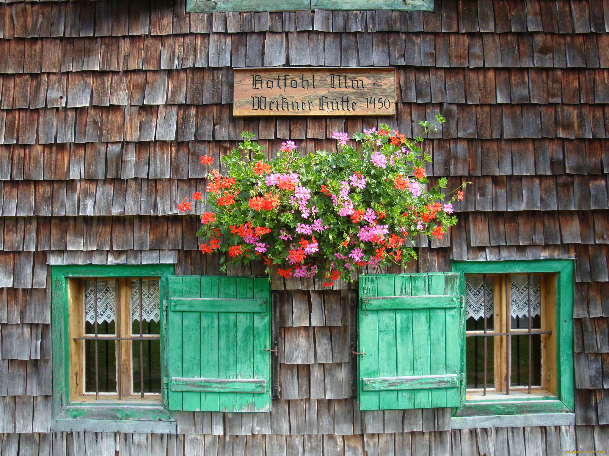 цветы, герань, окно