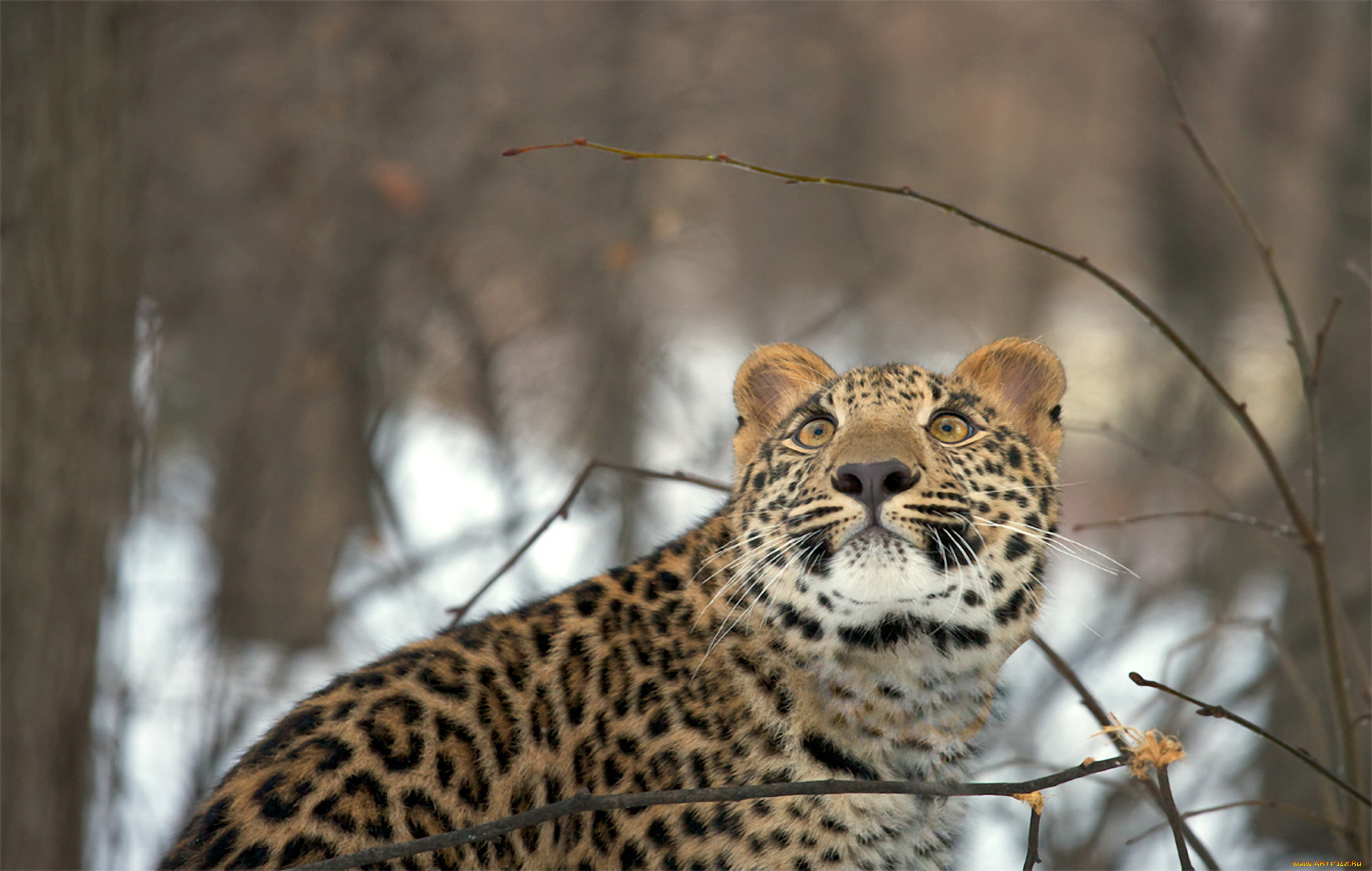 животные, леопарды, леопард, взгляд, зима, лес, снег