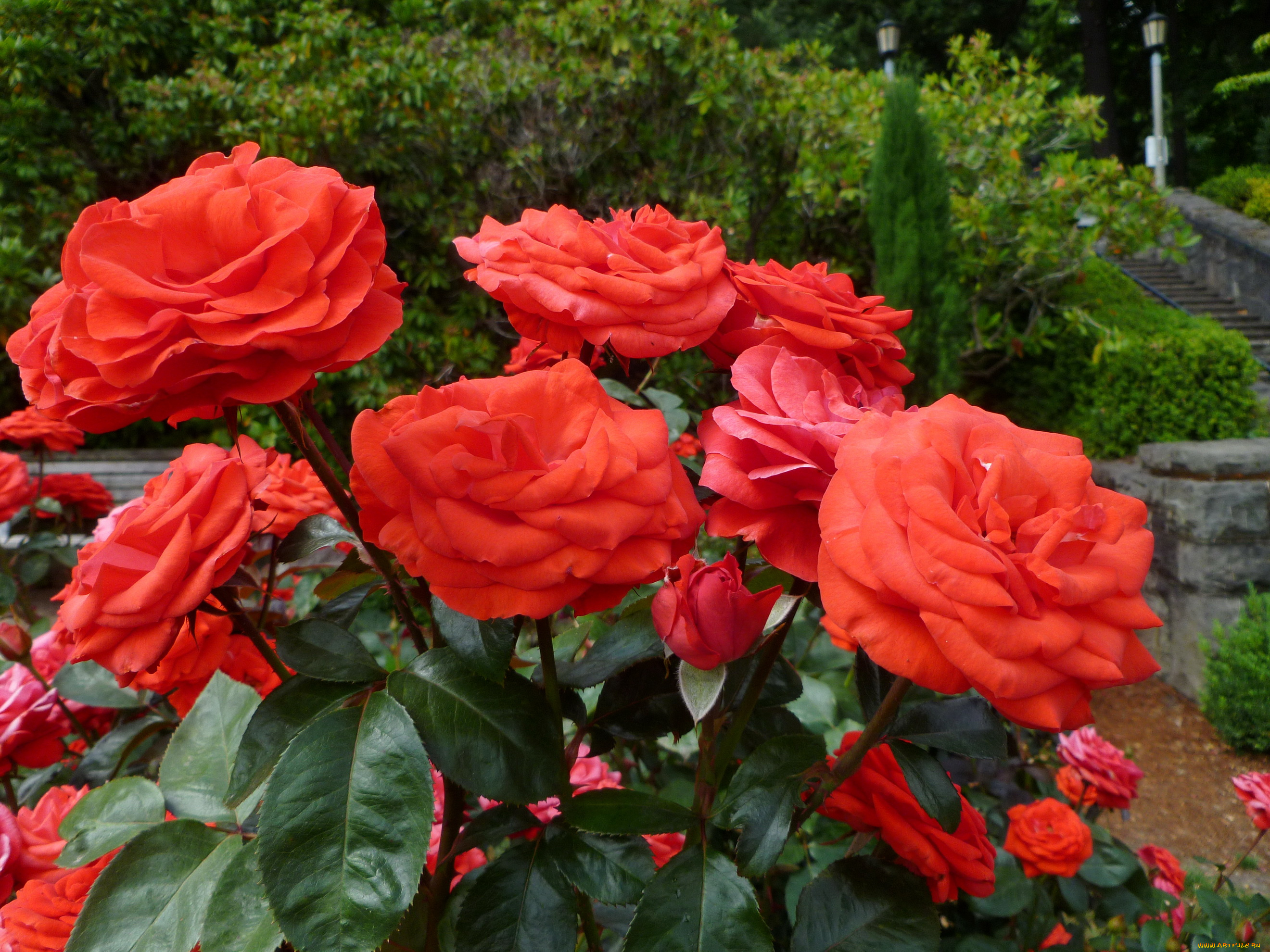 цветы, розы