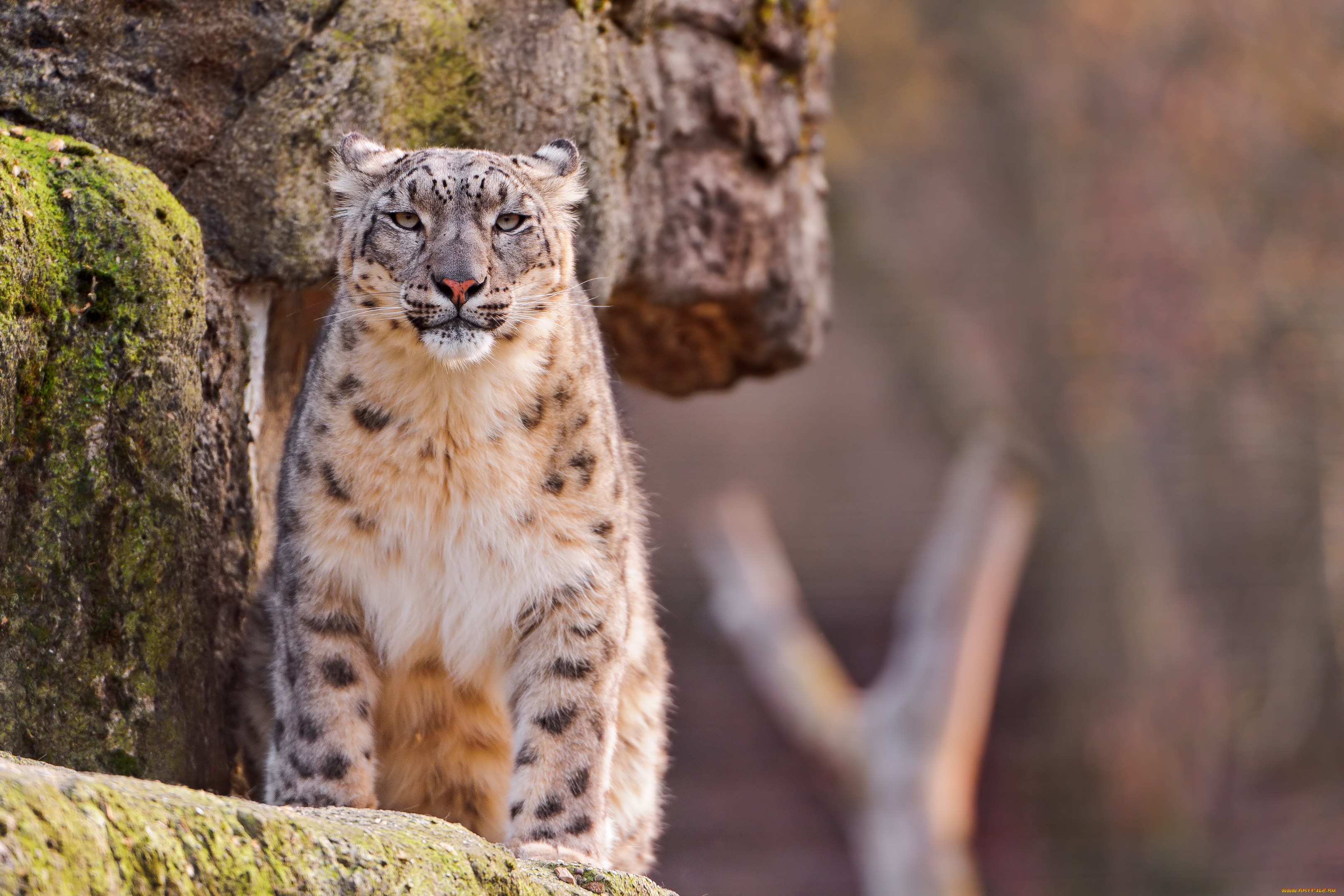 животные, снежный, барс, ирбис, морда, стоит, смотрит, скала