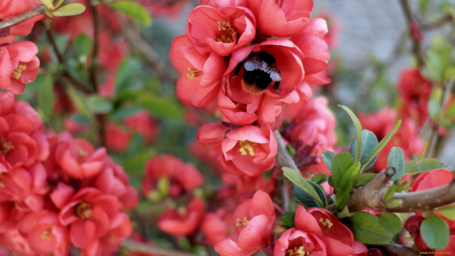 цветы, айва, шмель, весна