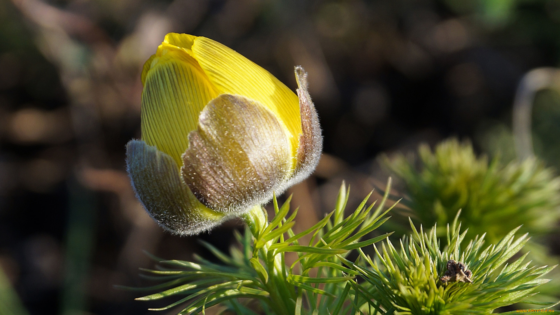 цветы, анемоны, , адонисы, адонис, бутон