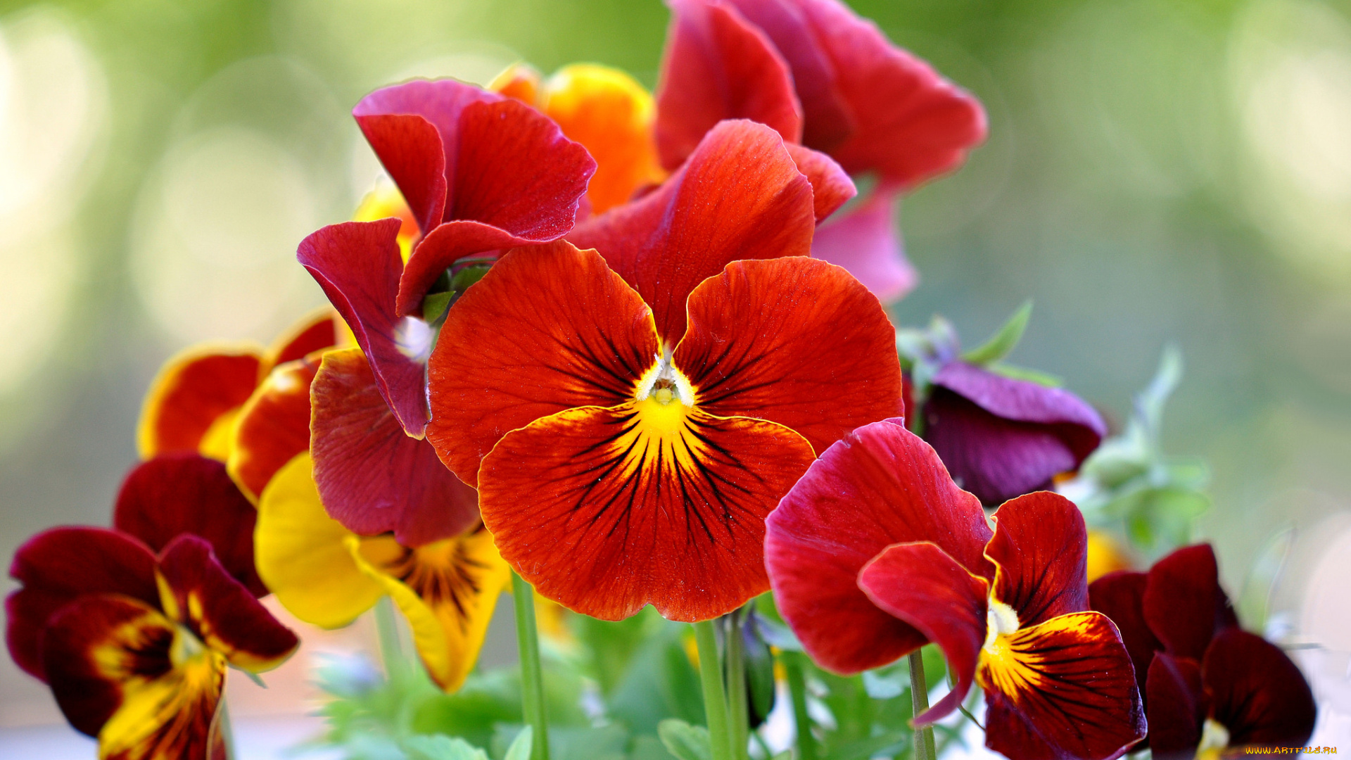 цветы, анютины, глазки, , садовые, фиалки, фиалки