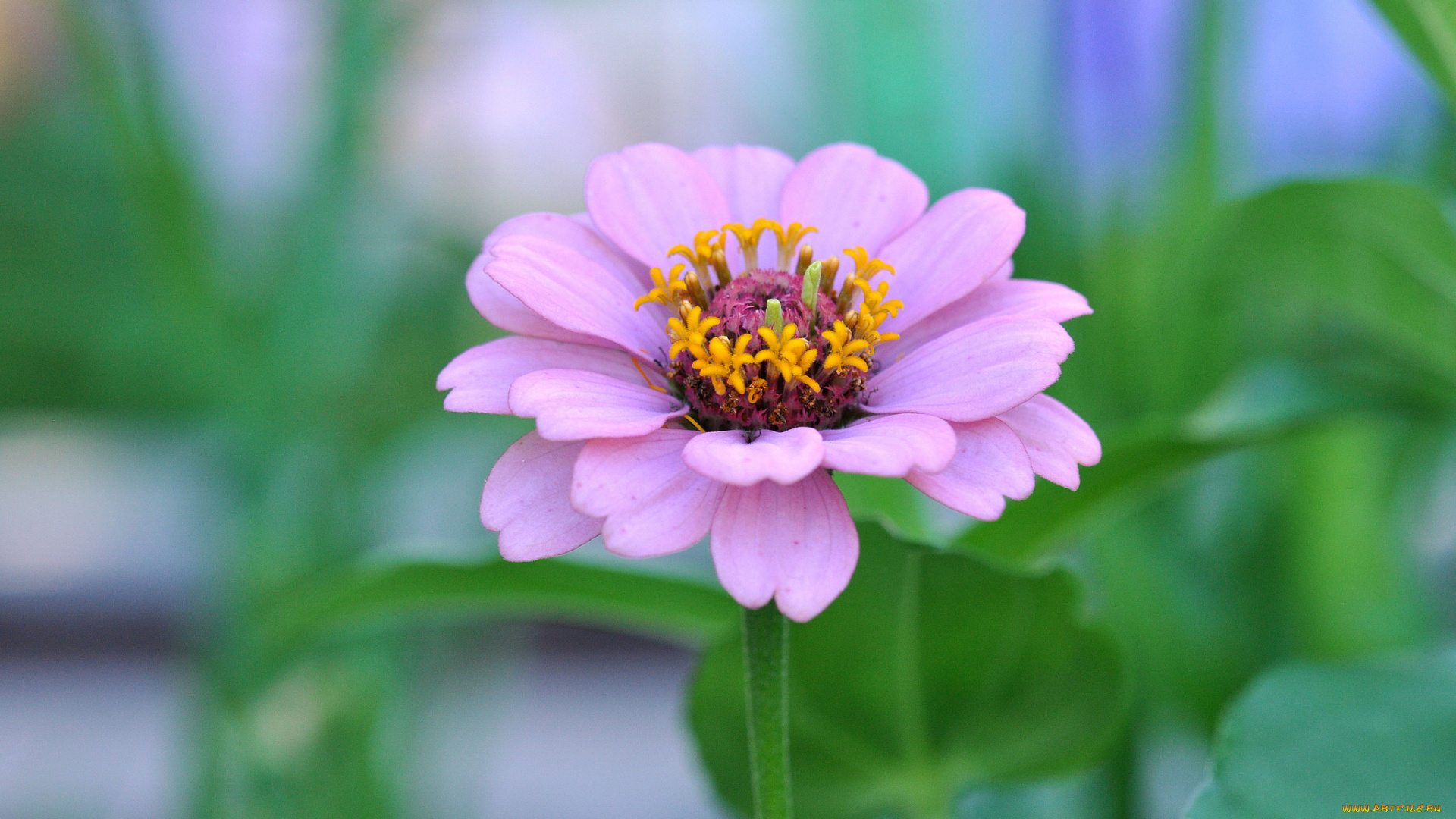 цветы, цинния, розовый