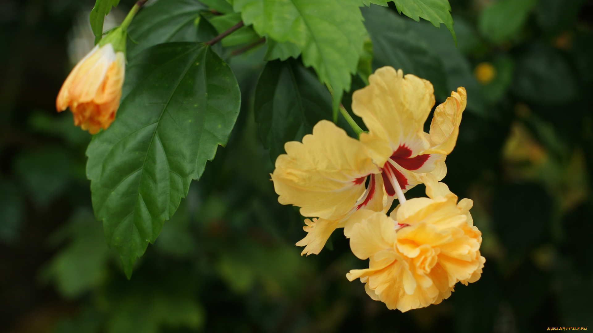 цветы, гибискусы, желтый
