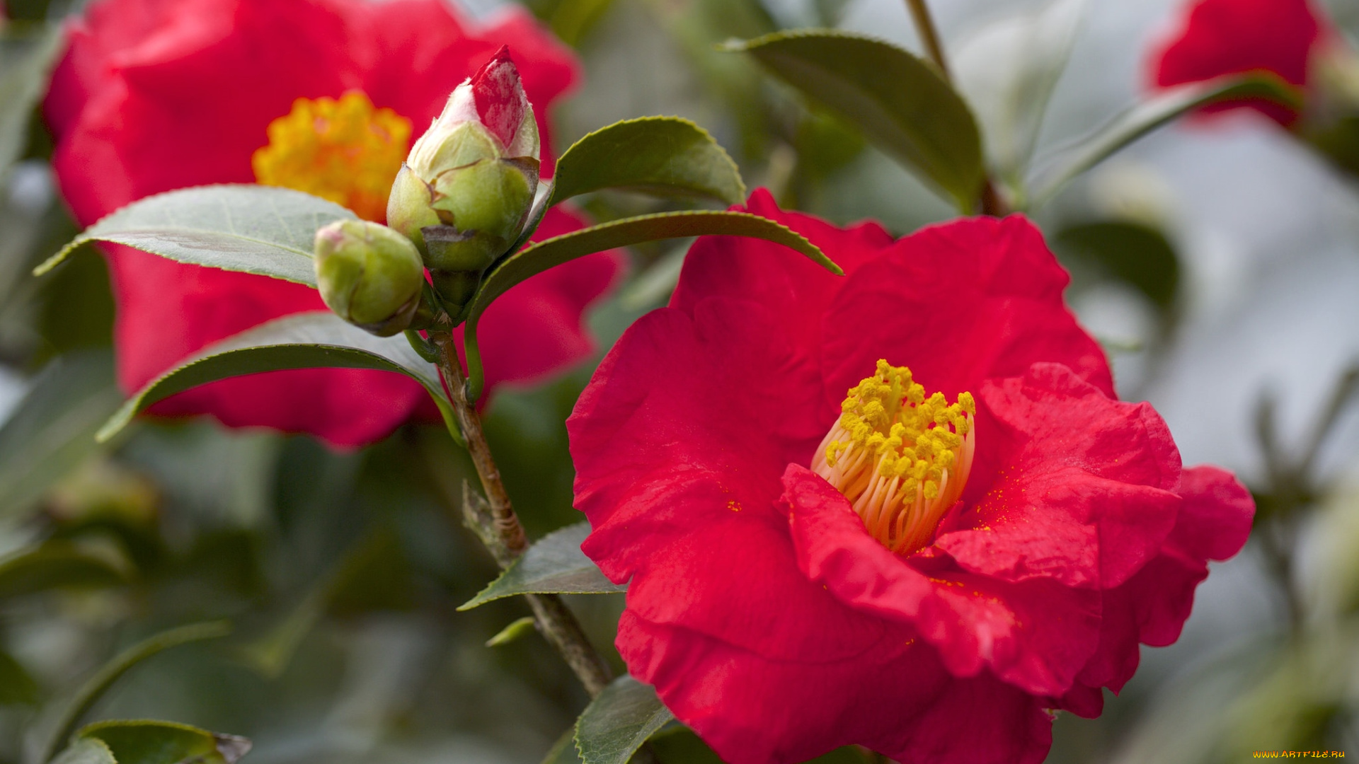 цветы, камелии, красный