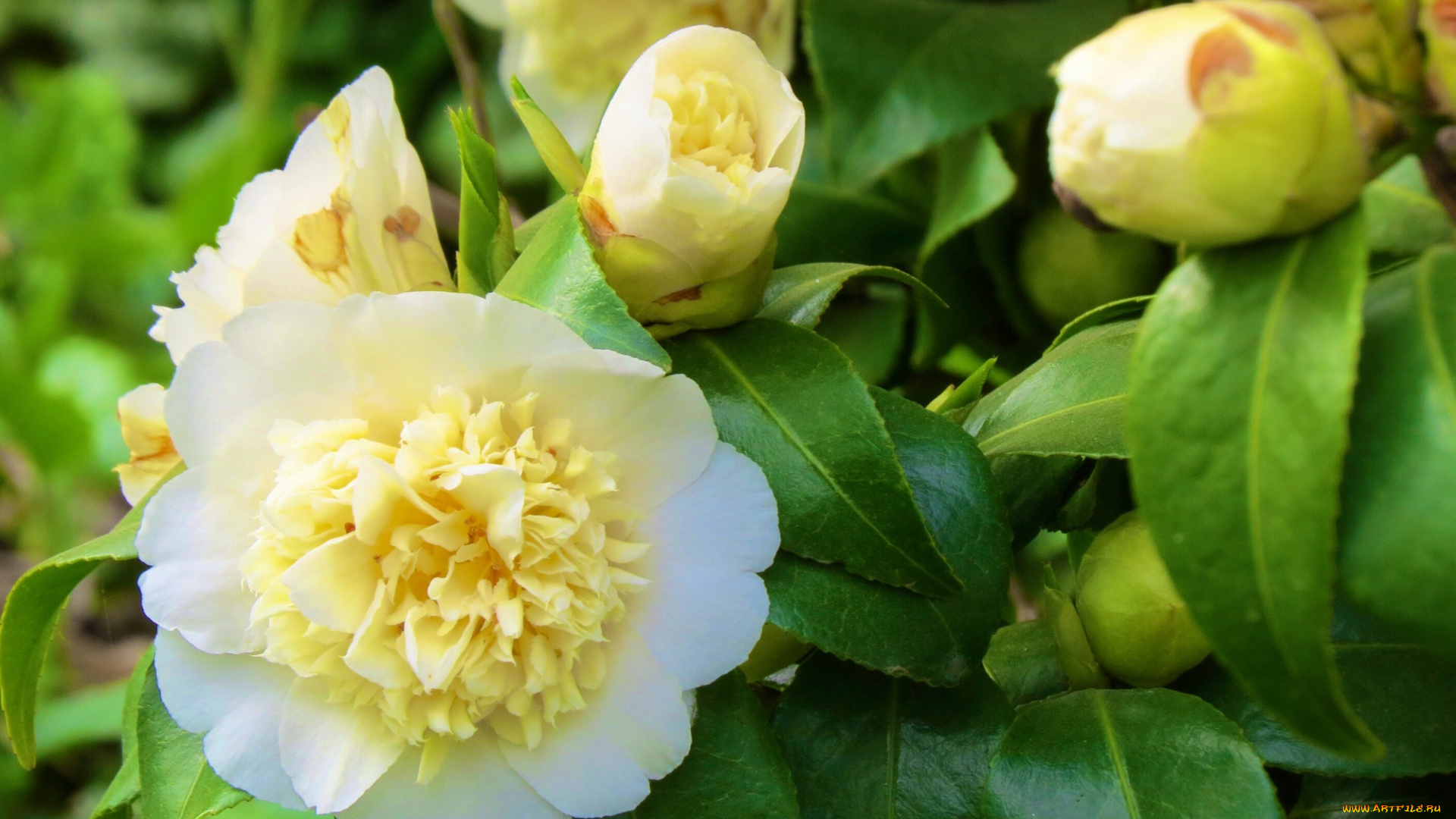 цветы, камелии, весна, листья, белый, пион