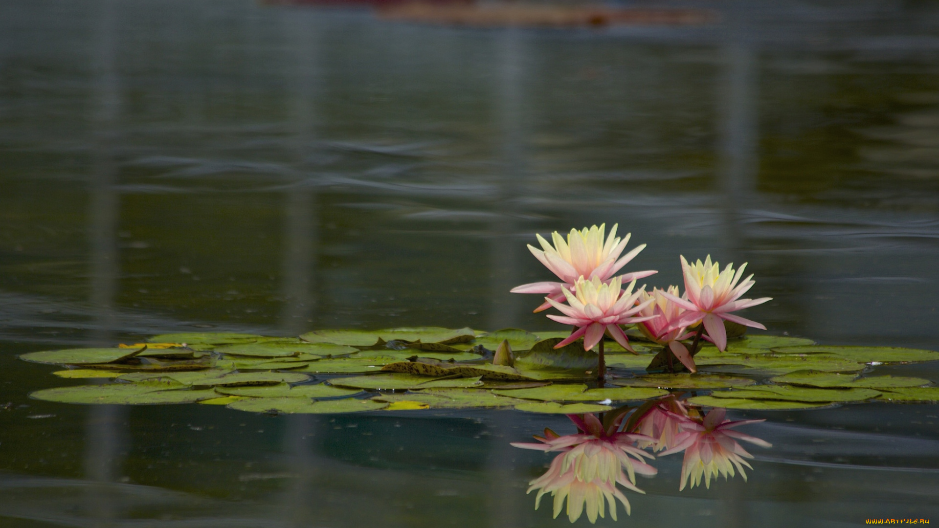 цветы, лилии, водяные, , нимфеи, , кувшинки, вода