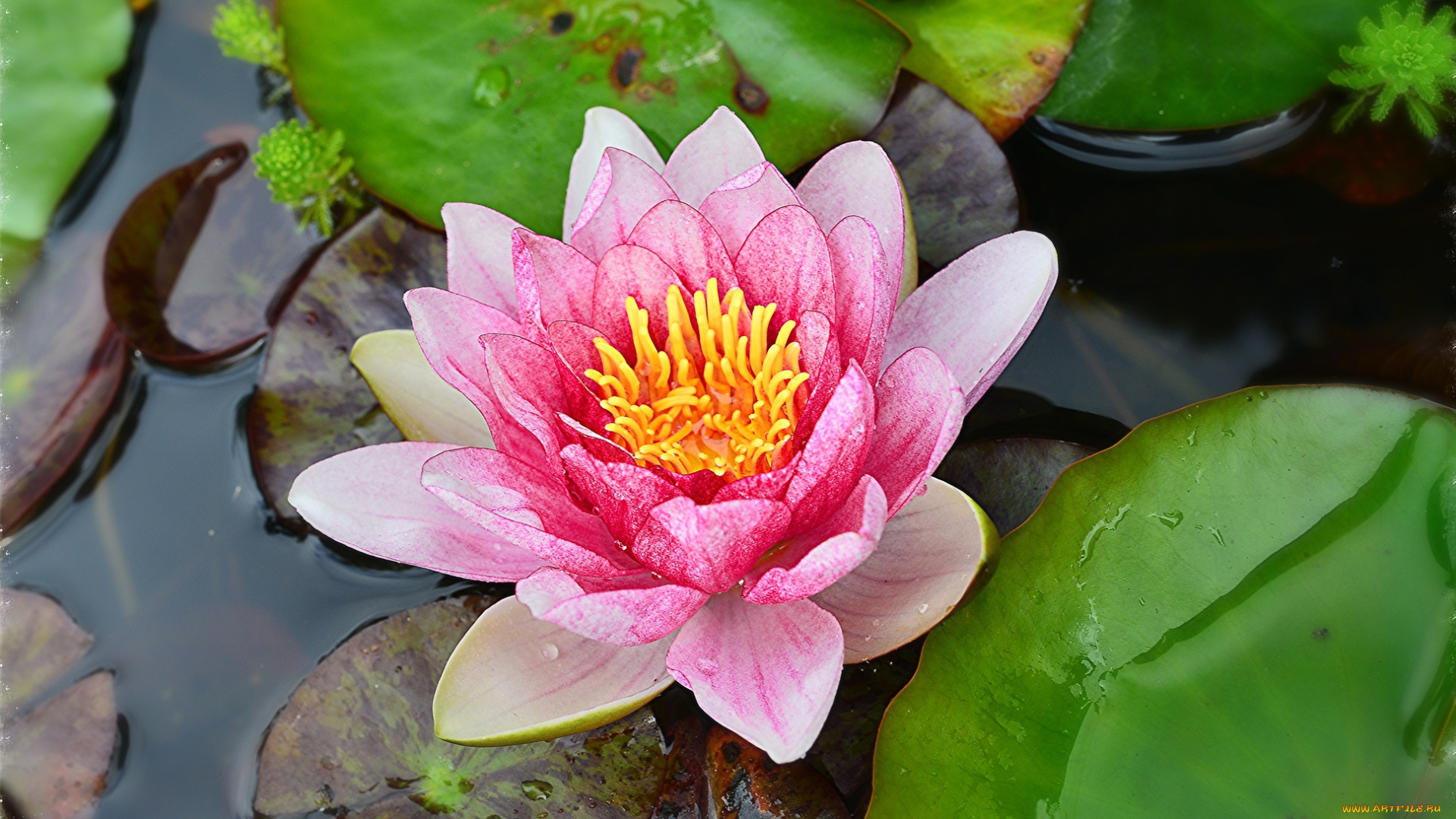 цветы, лилии, водяные, , нимфеи, , кувшинки, водоём, цветок, листья