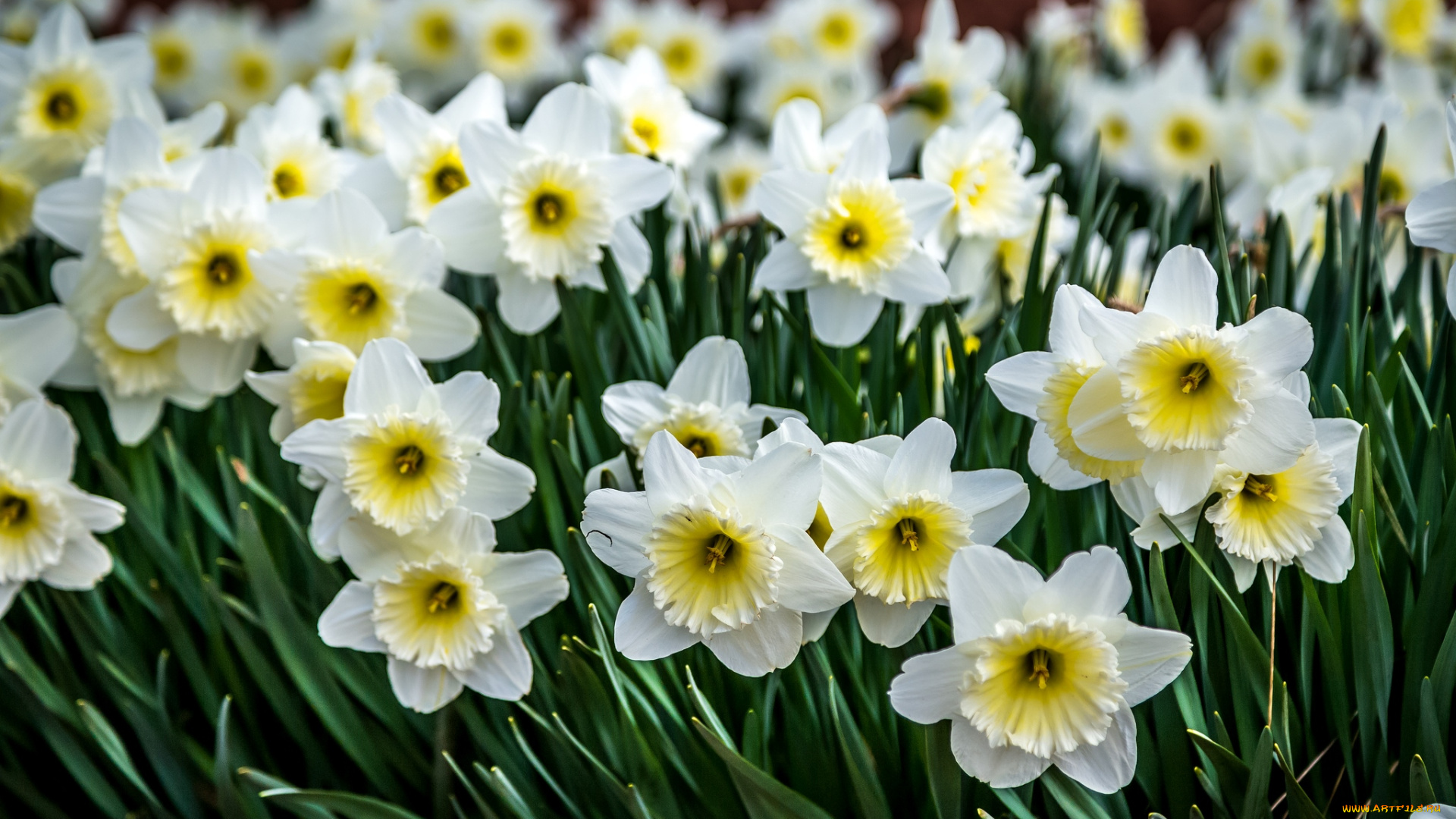 цветы, нарциссы, много
