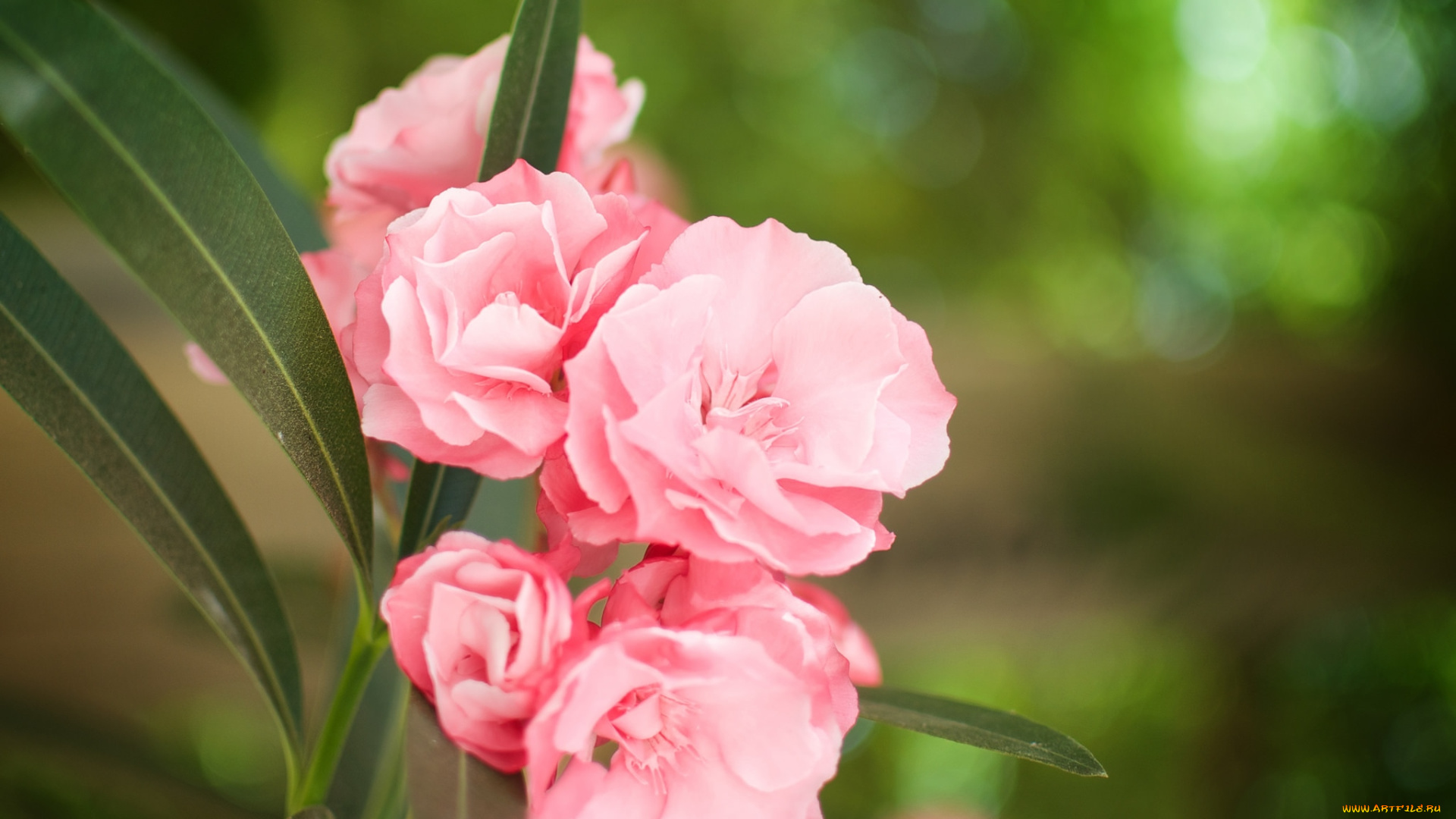 цветы, олеандры, розовый