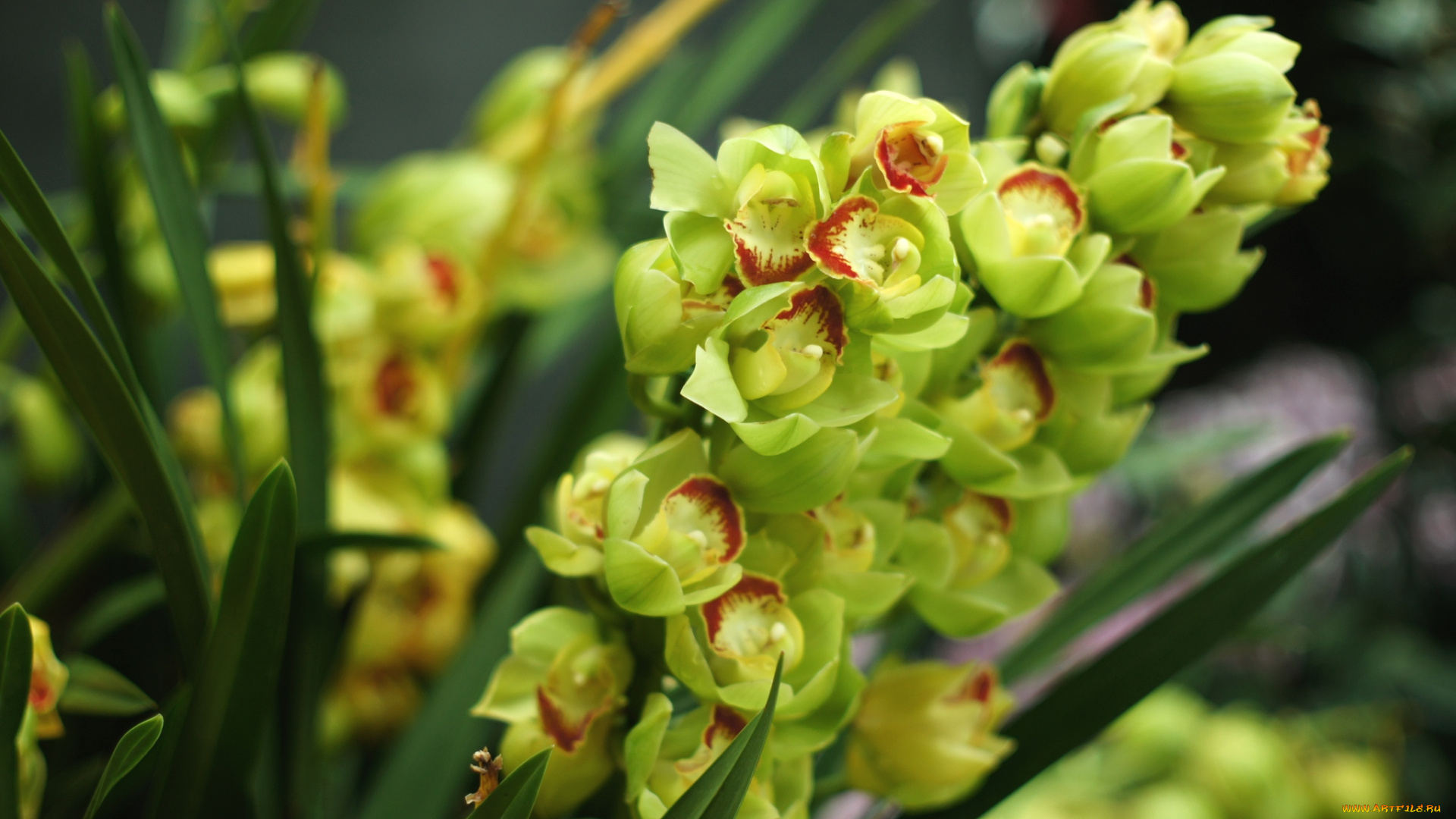 цветы, орхидеи, экзотика