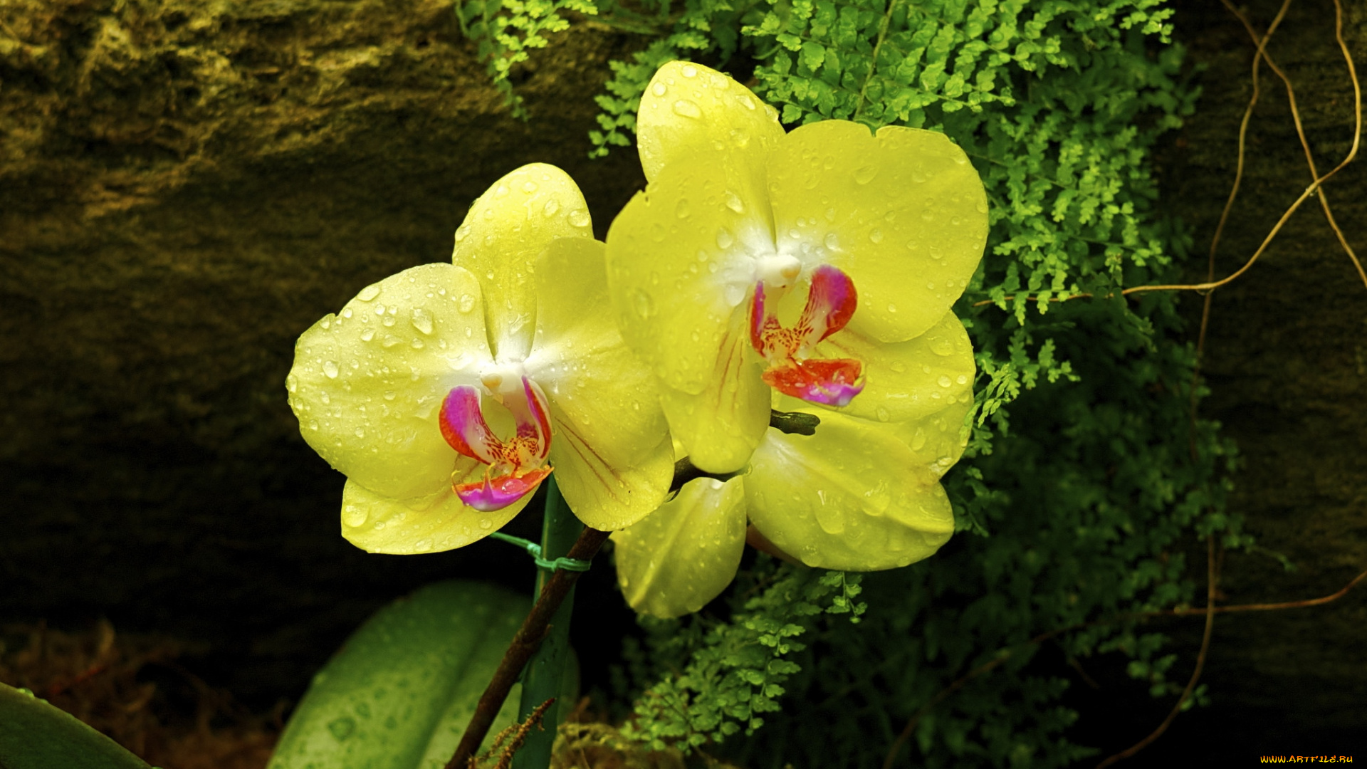 цветы, орхидеи, желтый
