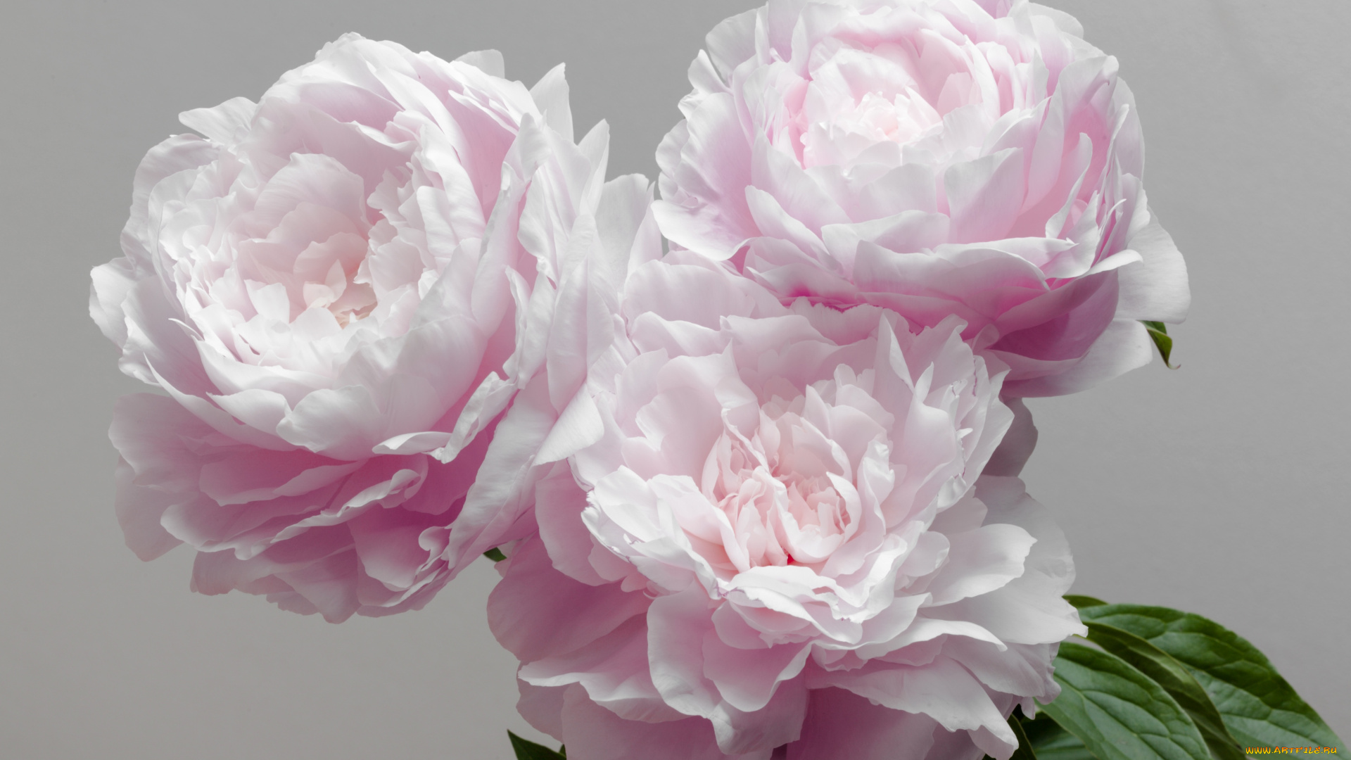 цветы, пионы, трио