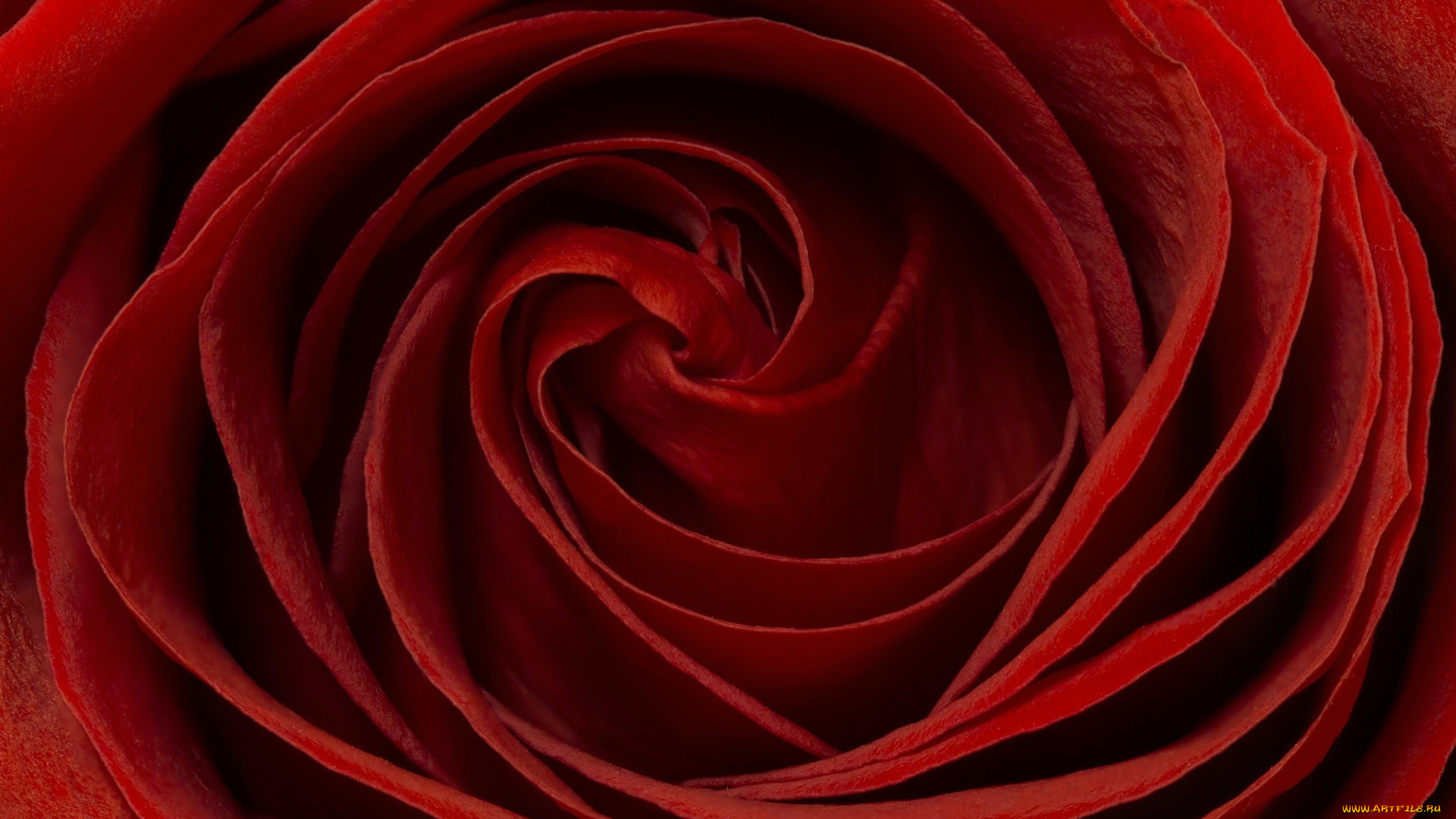 цветы, розы, лепестки, красная