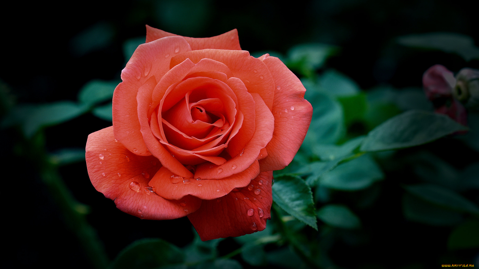 цветы, розы, макро