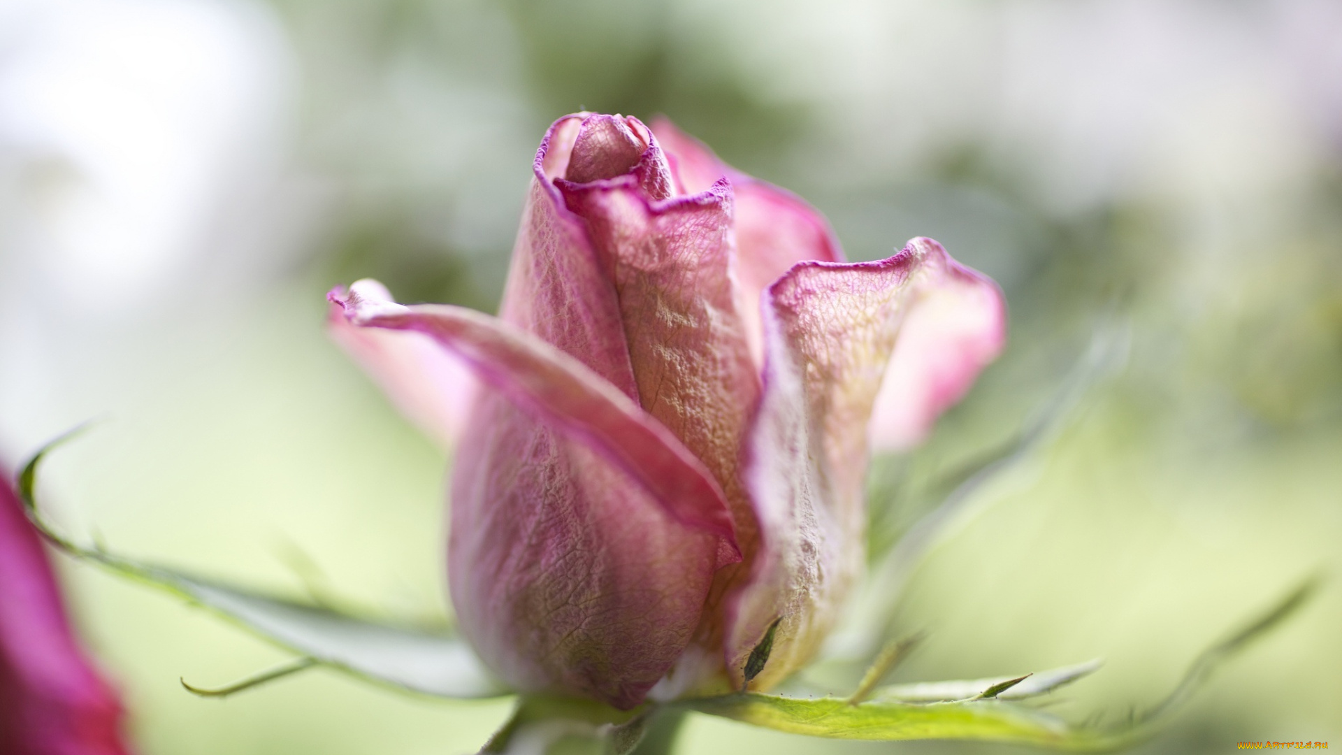 цветы, розы, макро, бутон, лепестки