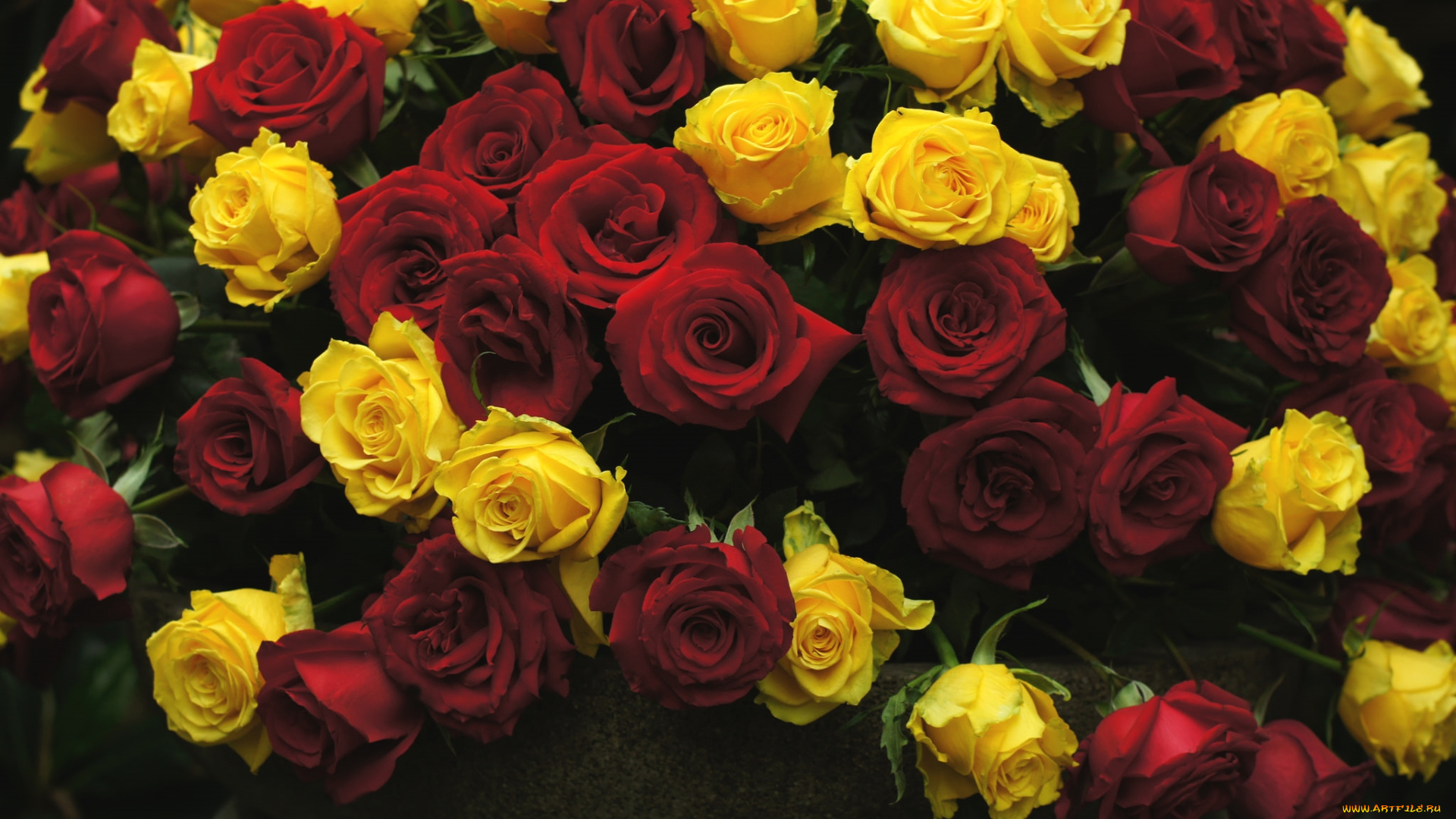 цветы, розы, море