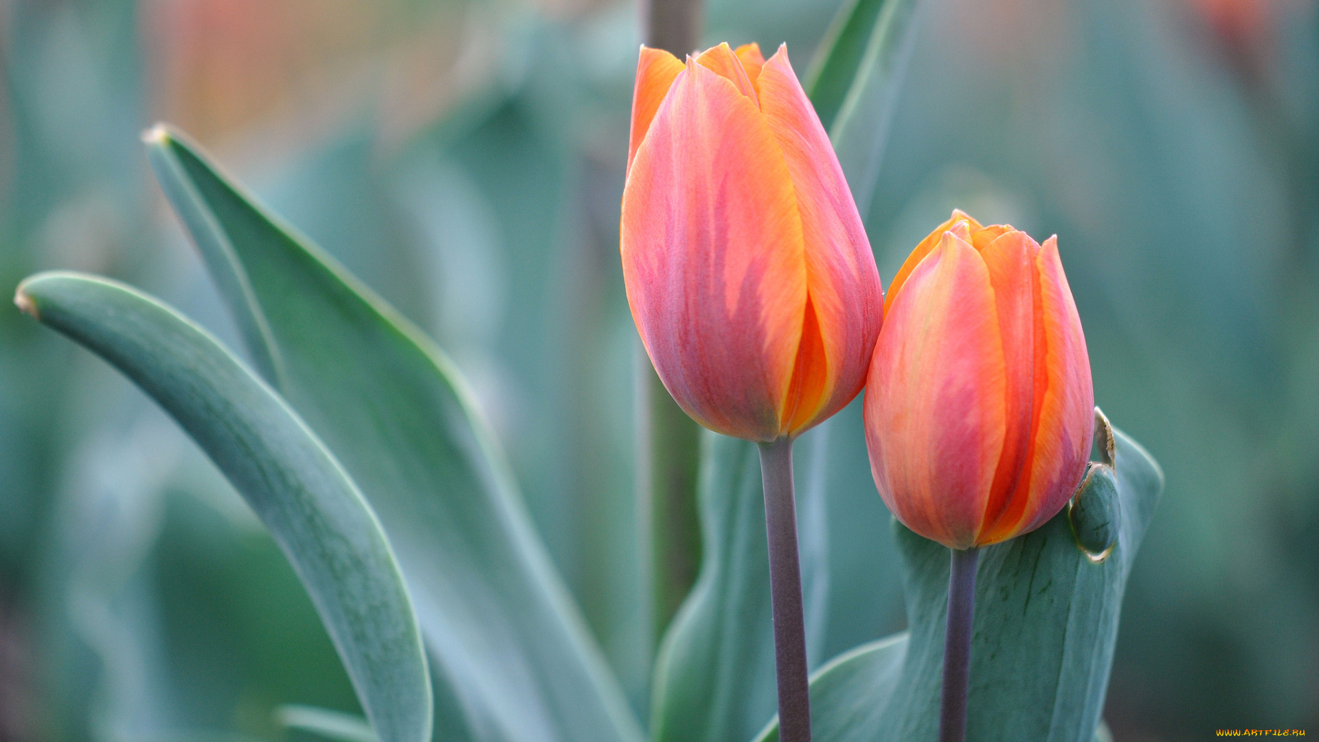 цветы, тюльпаны, парочка