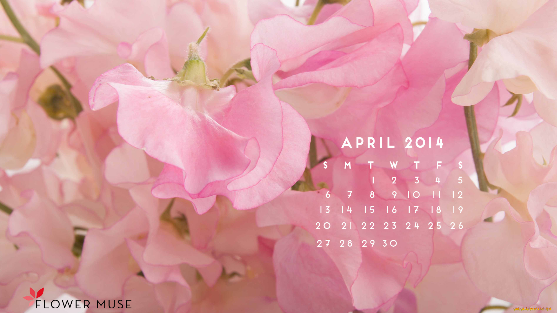 календари, цветы, розовый