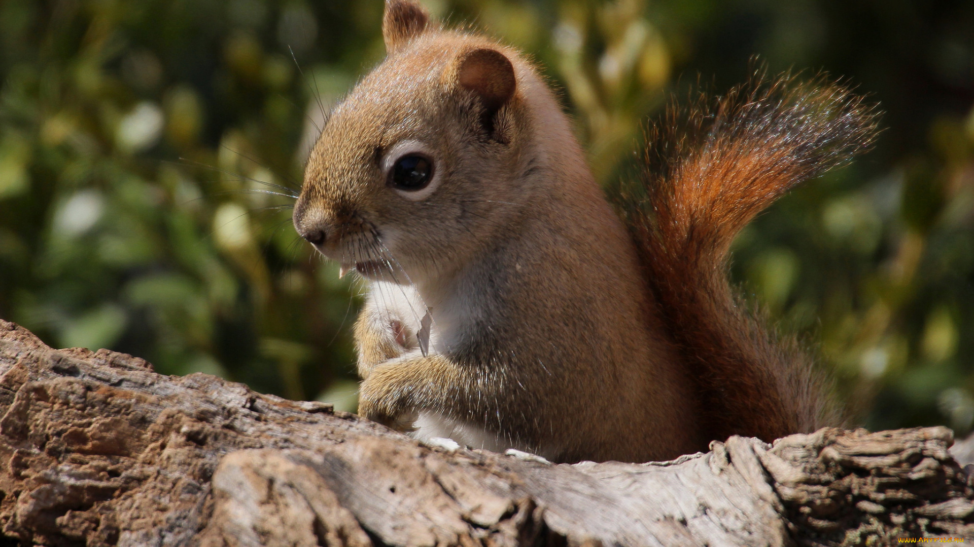 животные, белки, зверек