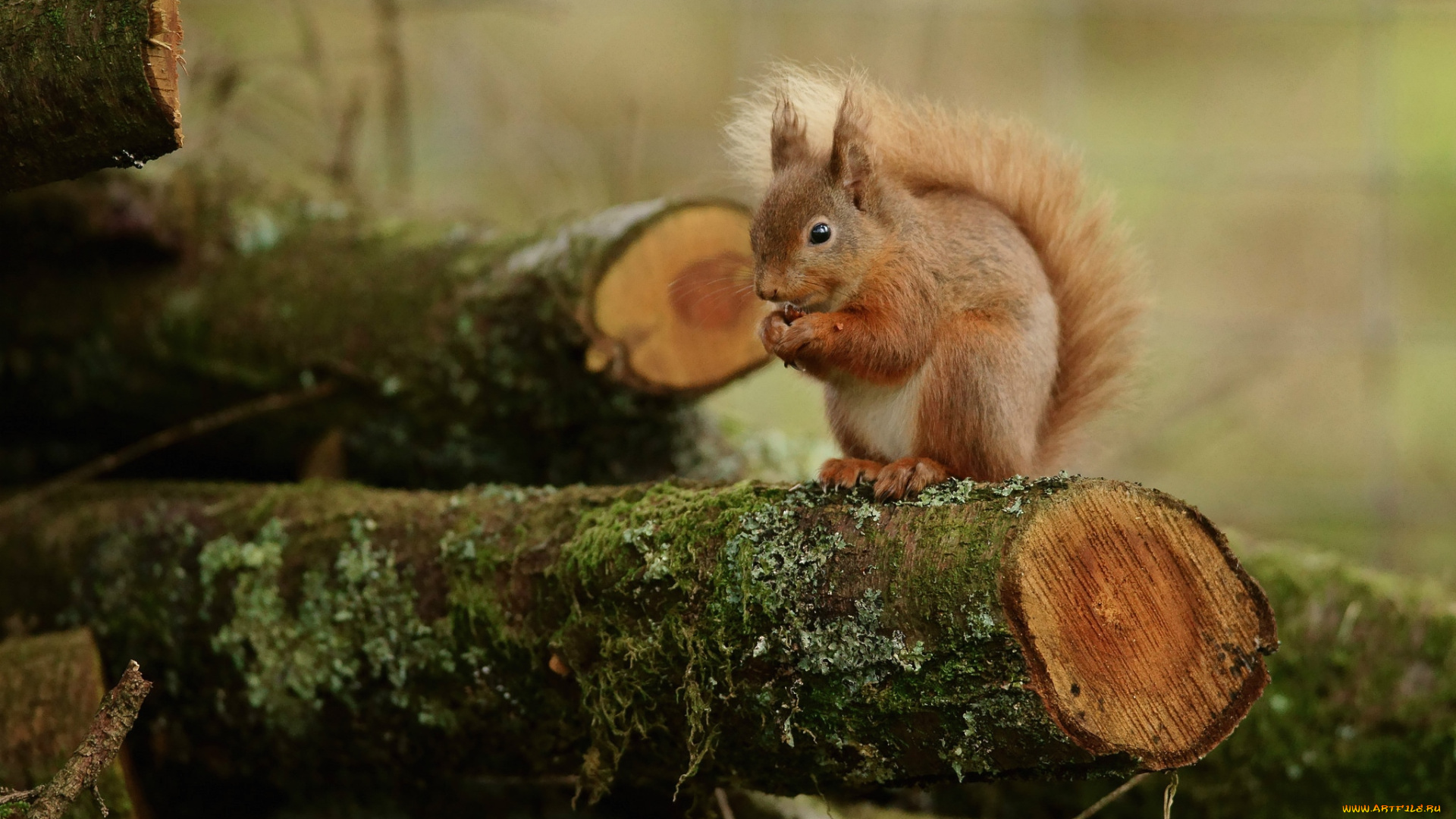животные, белки, зверек