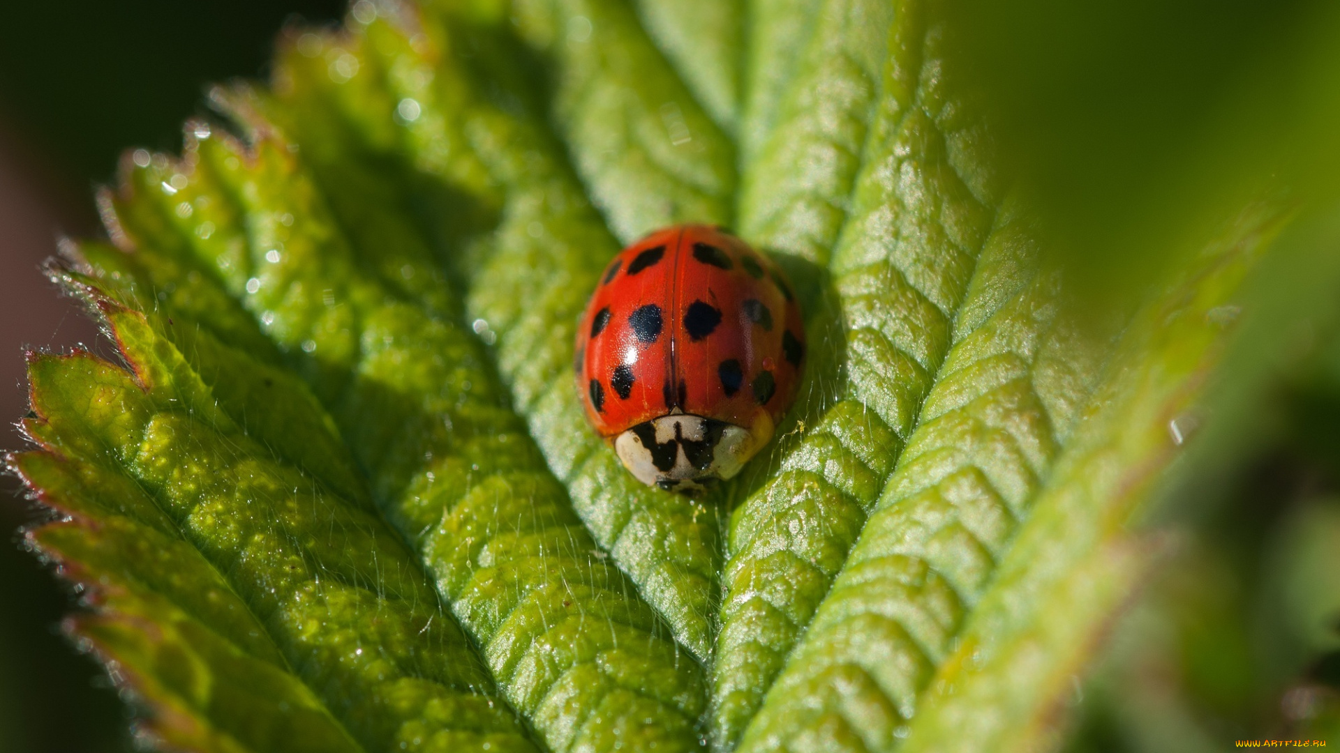 животные, божьи, коровки, зеленый, макро, листок
