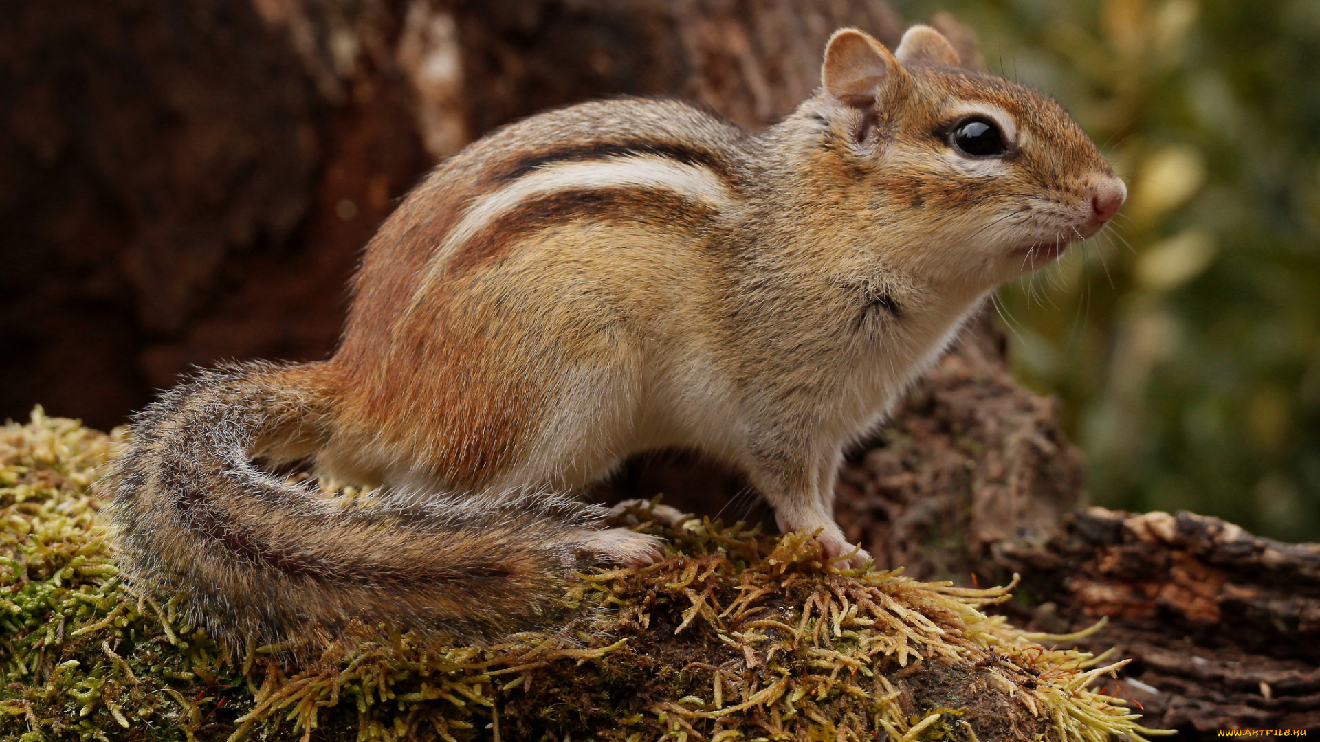 животные, бурундуки, зверек