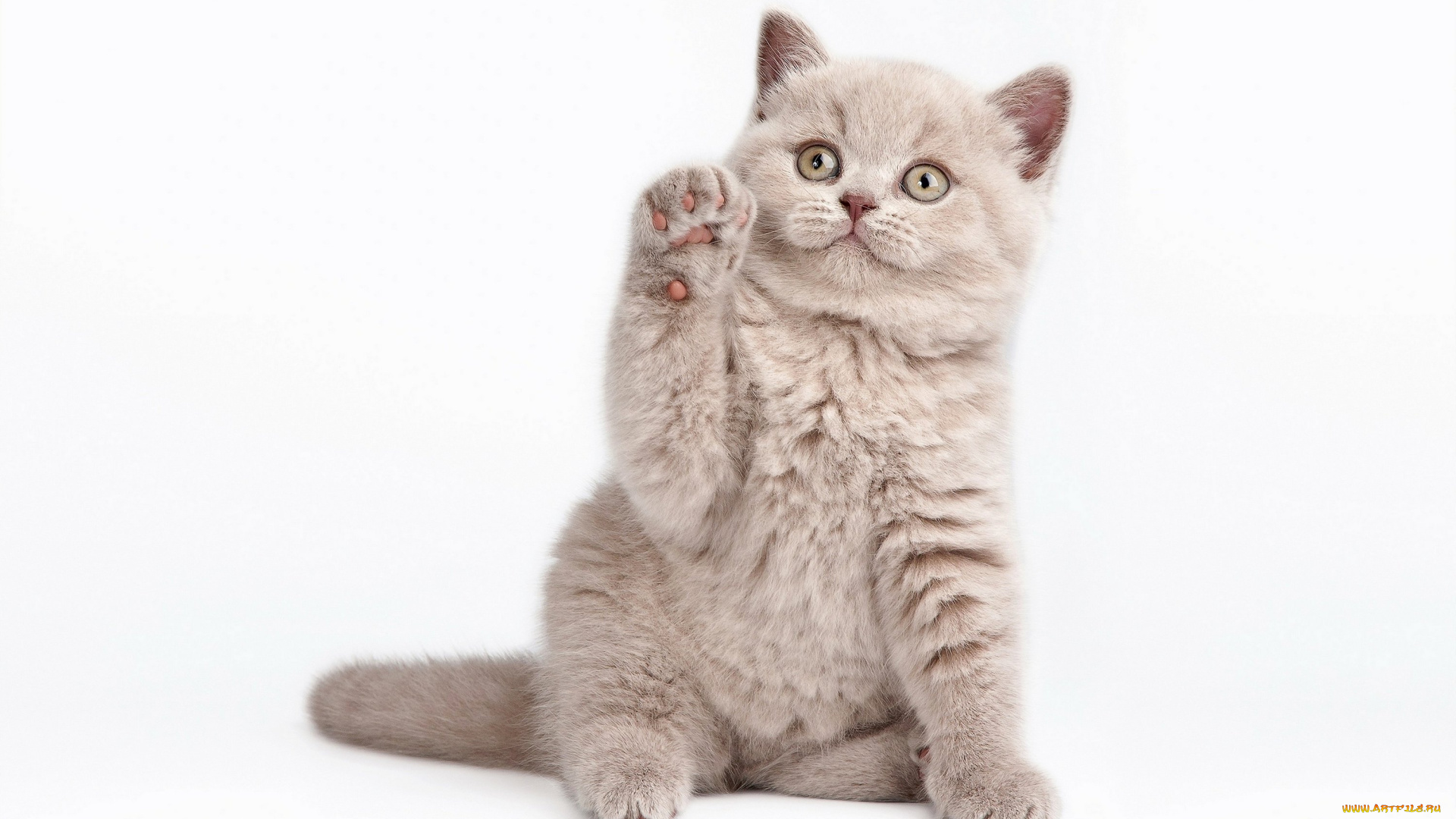 животные, коты, белый, фон, котёнок, кот, кошка