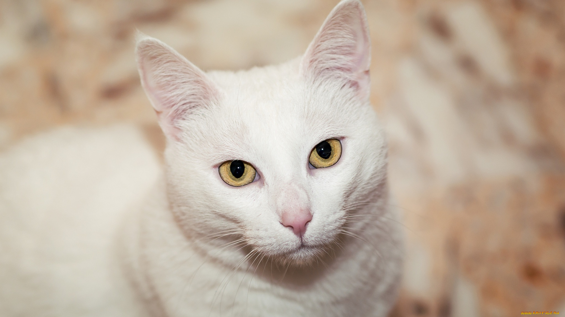 животные, коты, глаза, мордочка, белая, кошка