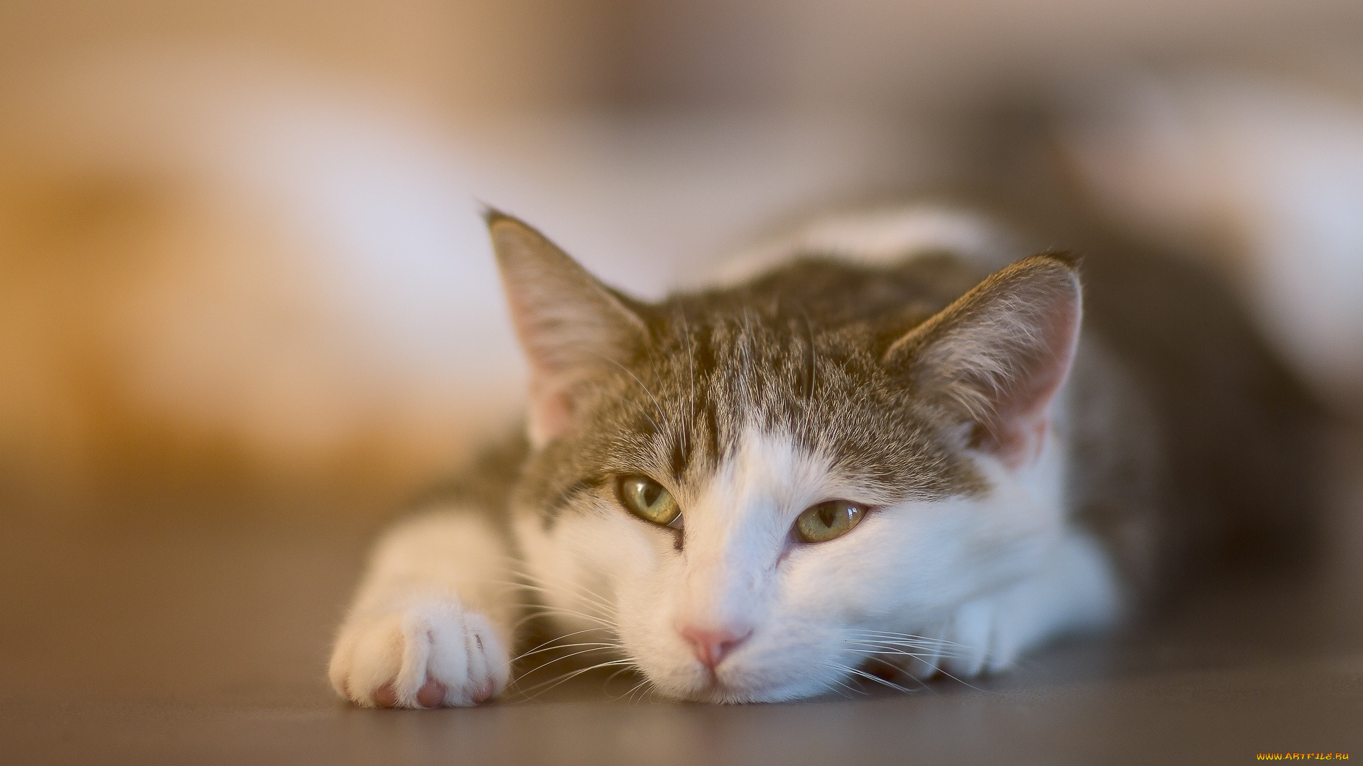 животные, коты, мордочка, лапы, лежит