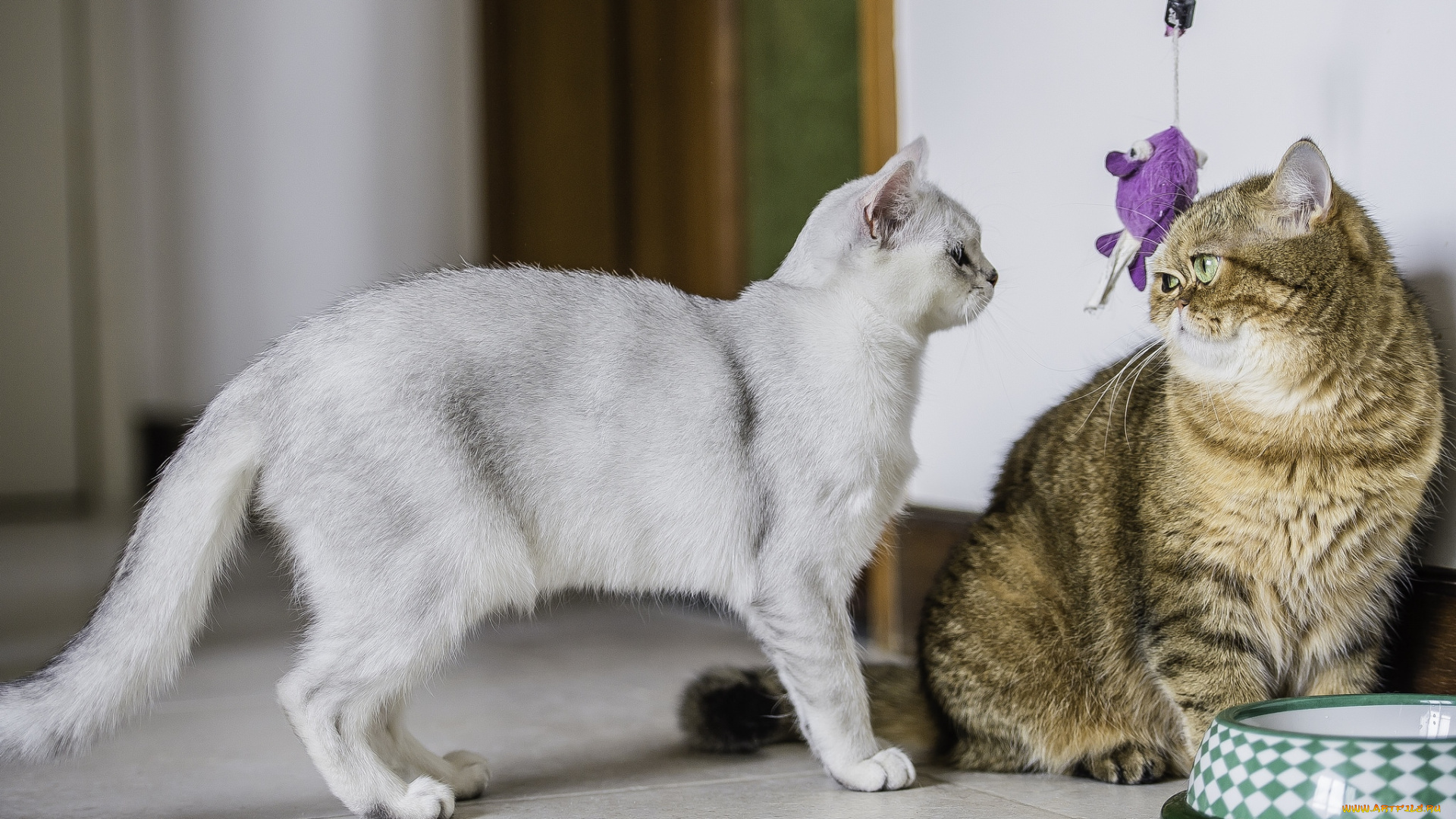 животные, коты, парочка