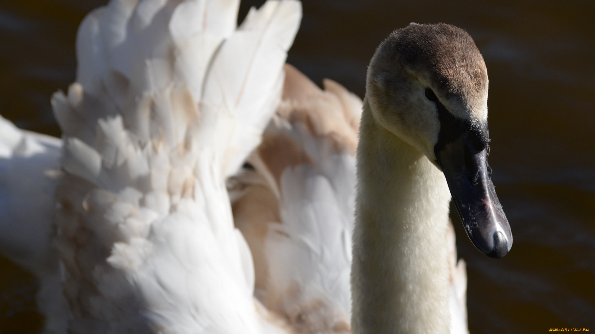 животные, лебеди, клюв, птица, грация, красавец