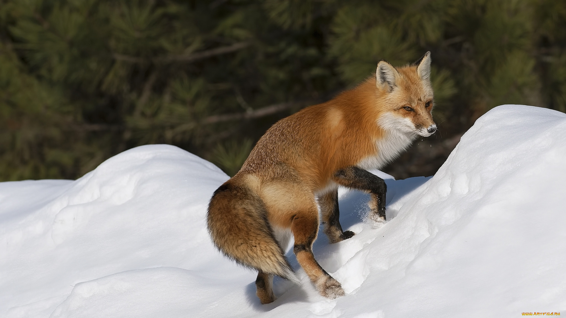 животные, лисы, рыжая