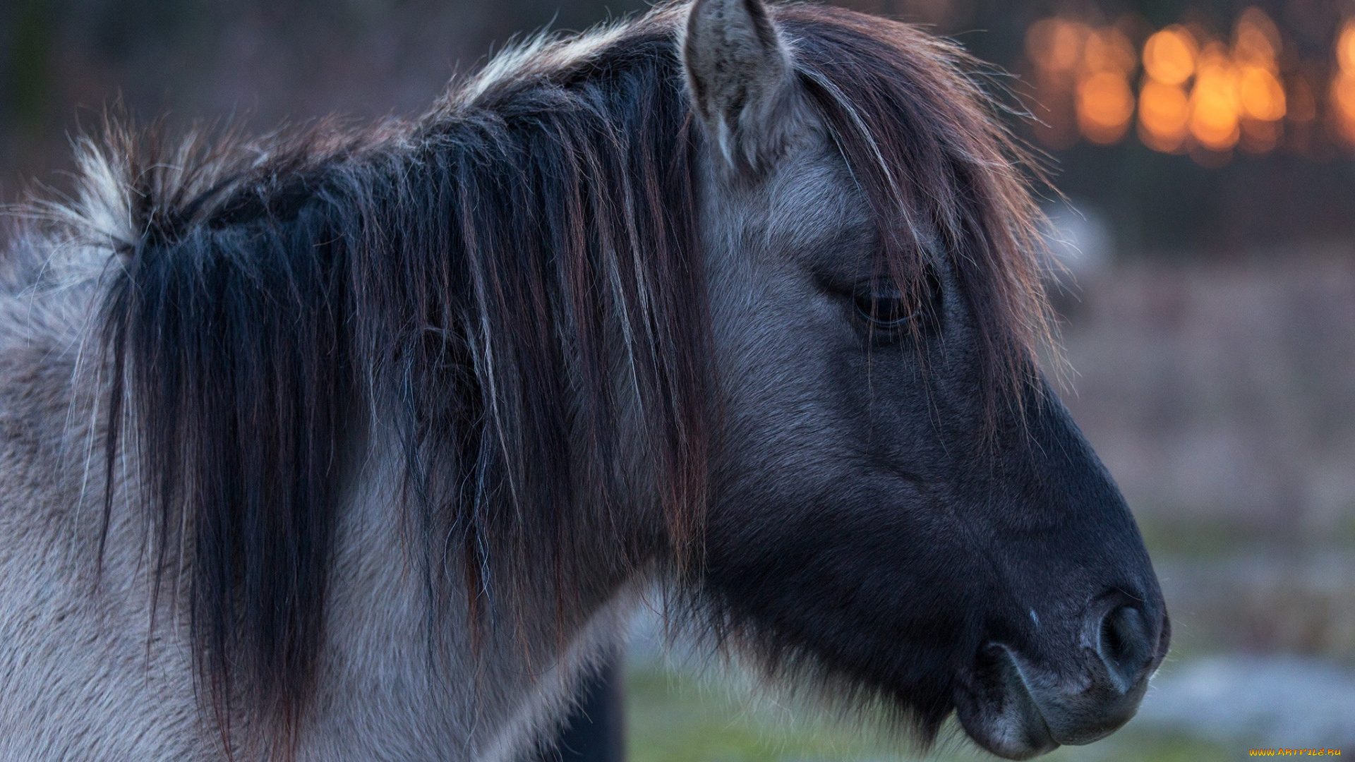 животные, лошади, челка, грива, профиль, морда, пони