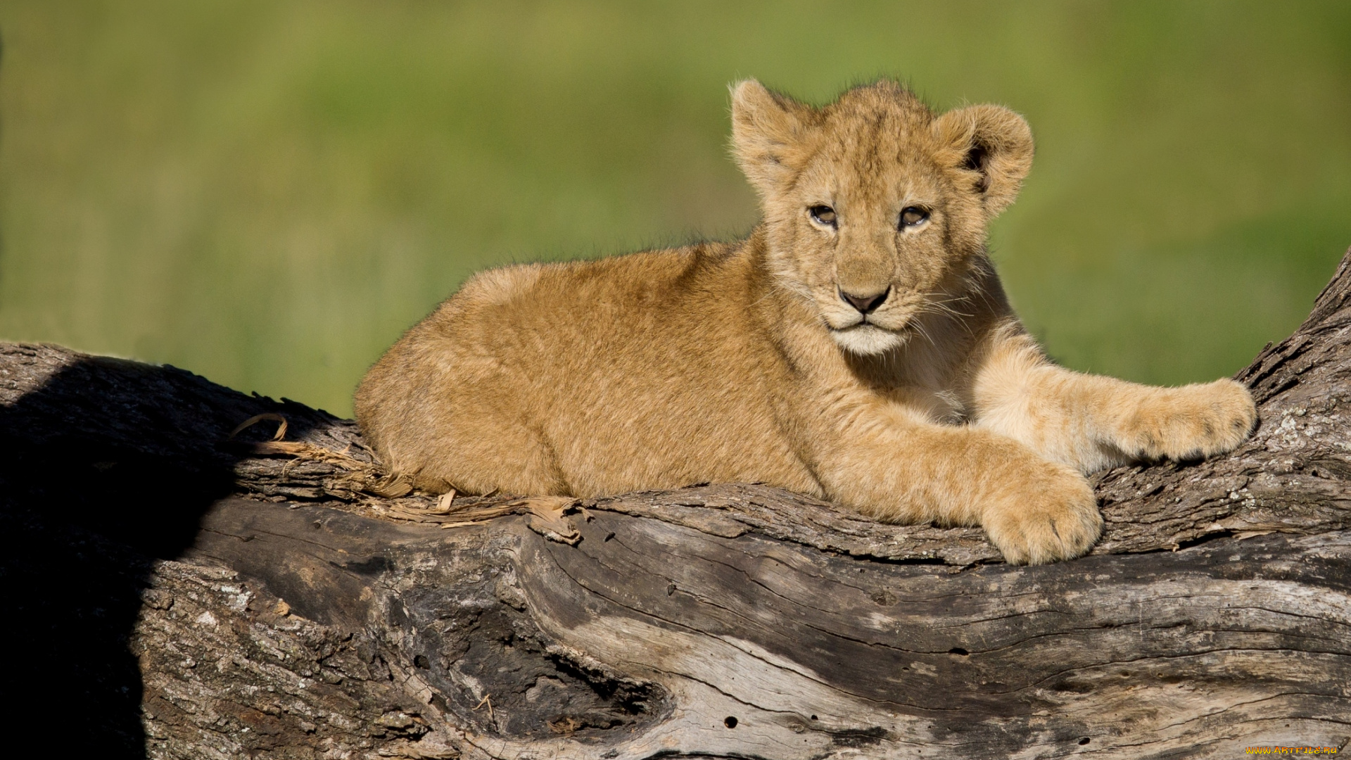 животные, львы, малыш