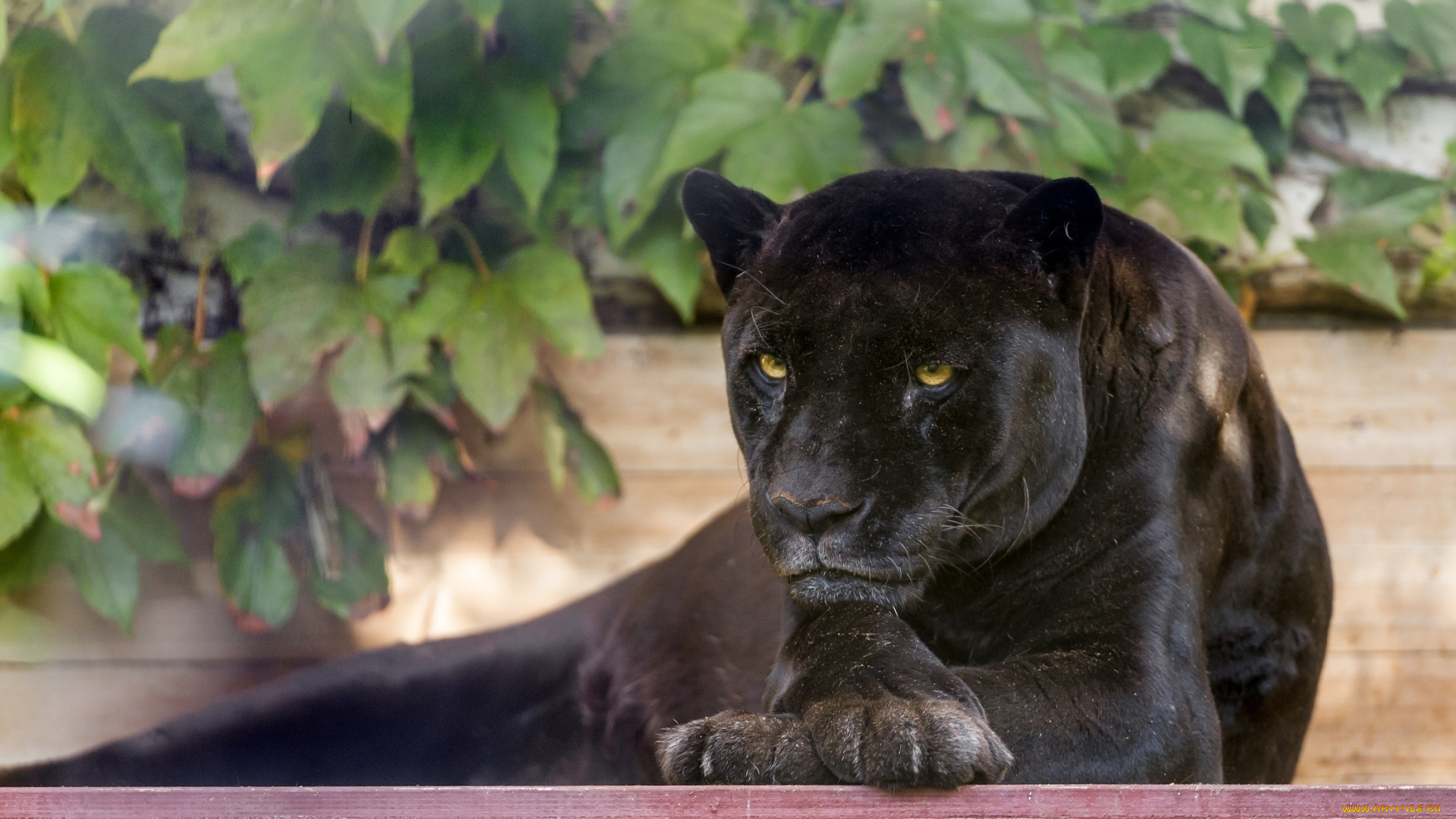 животные, пантеры, листва, отдых, лапы, морда, кошка, черный, ягуар