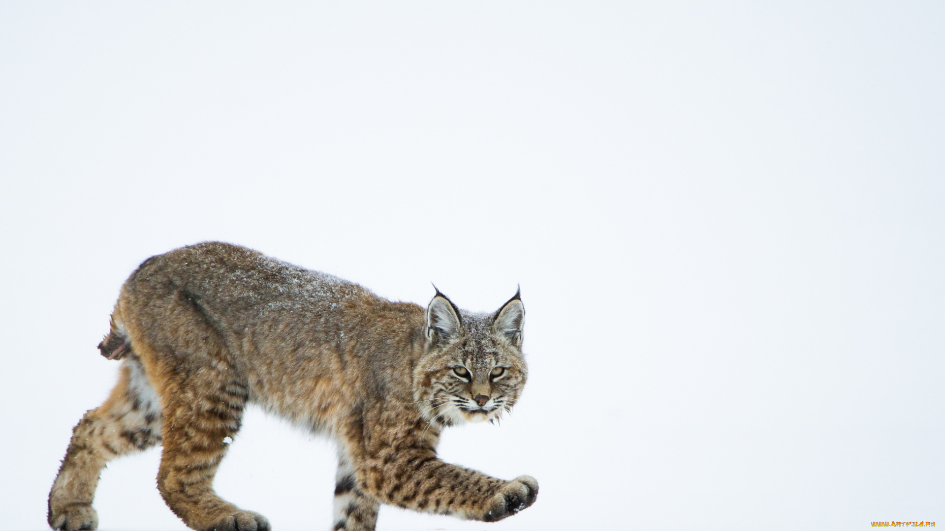 животные, рыси, кошка