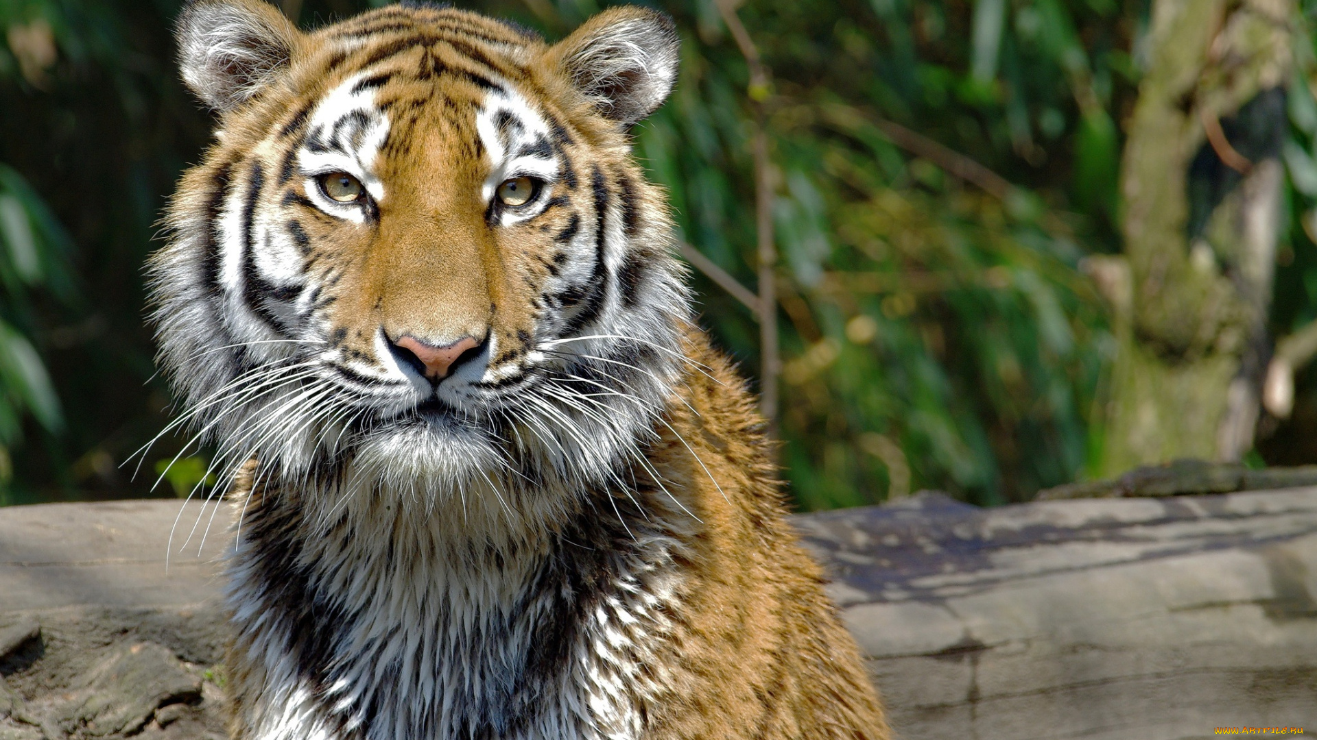 животные, тигры, кошка, морда, мех