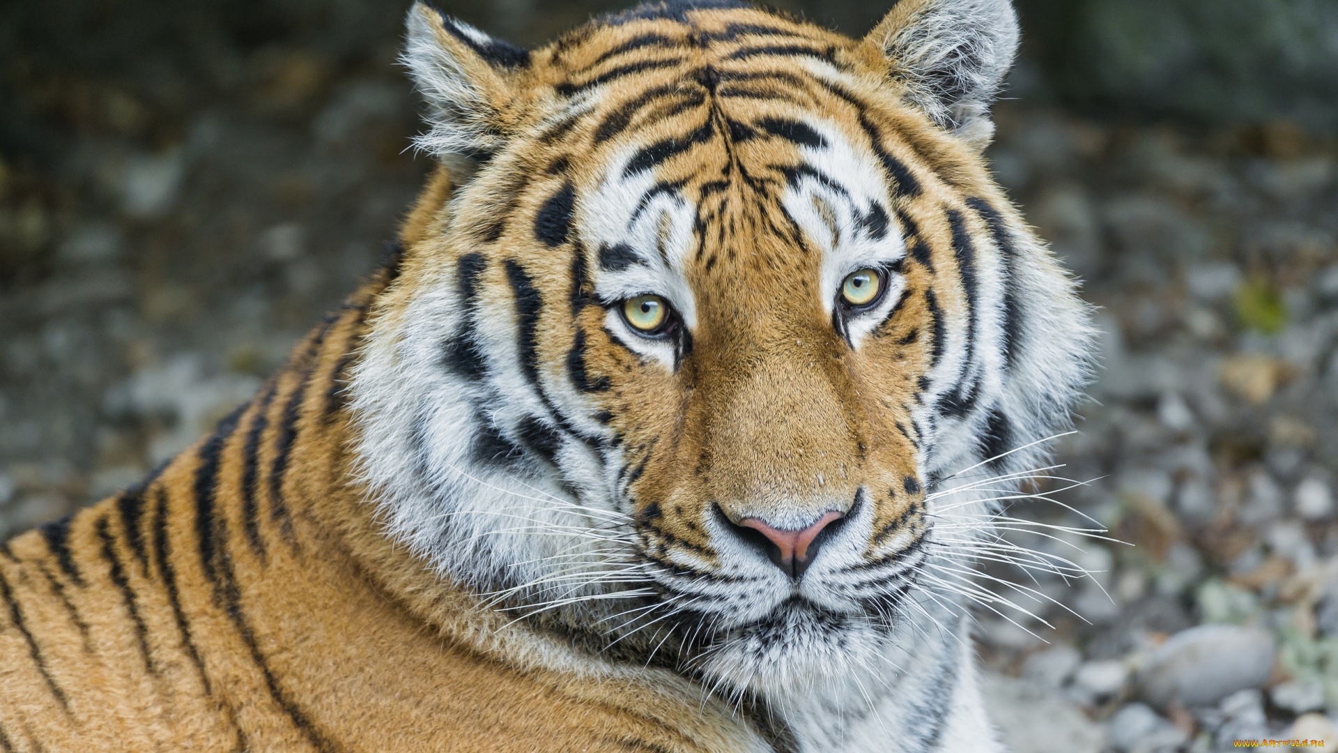 животные, тигры, морда, кошка