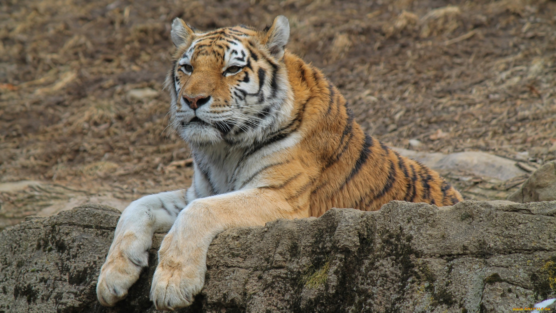 животные, тигры, отдых, камни, лапы, морда, кошка