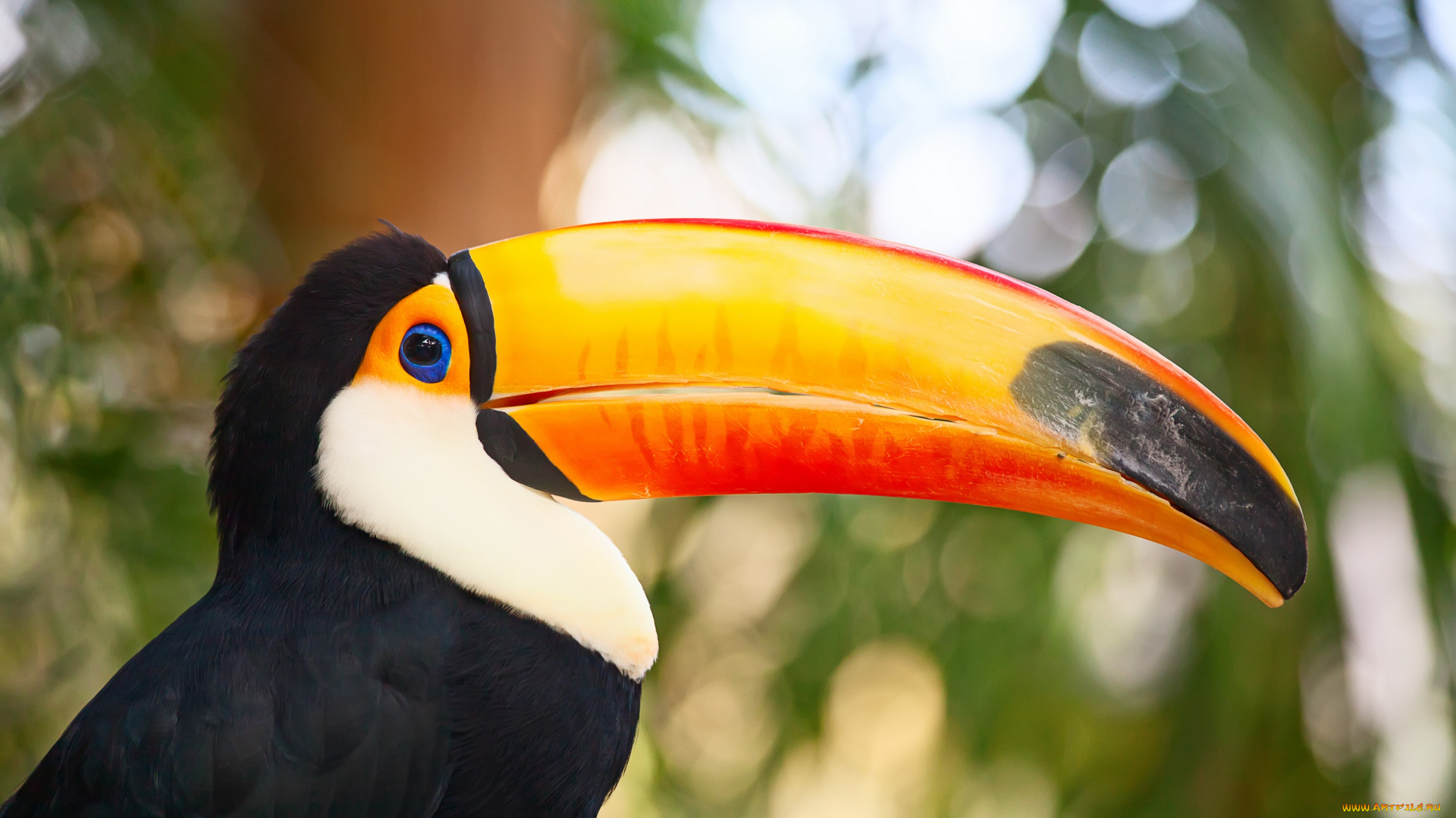 животные, туканы, тукан, птица