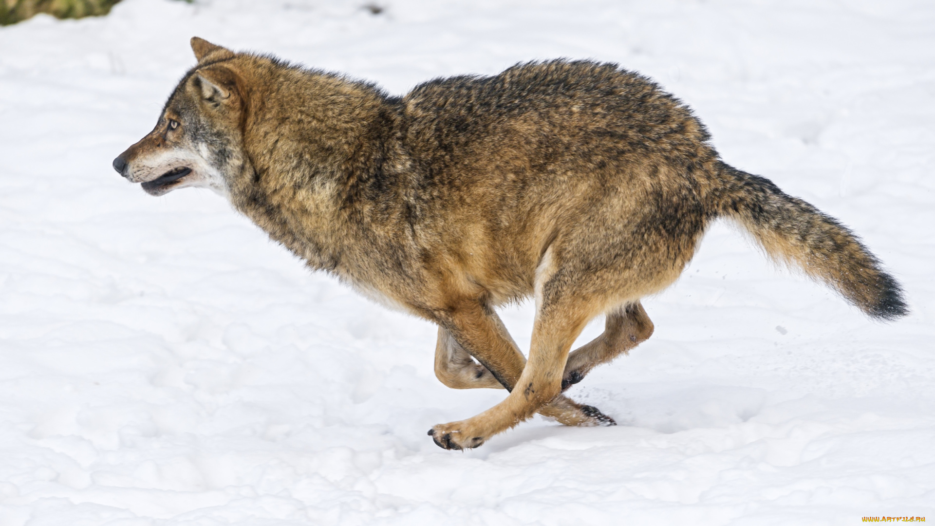 животные, волки, , койоты, , шакалы, снег, бег